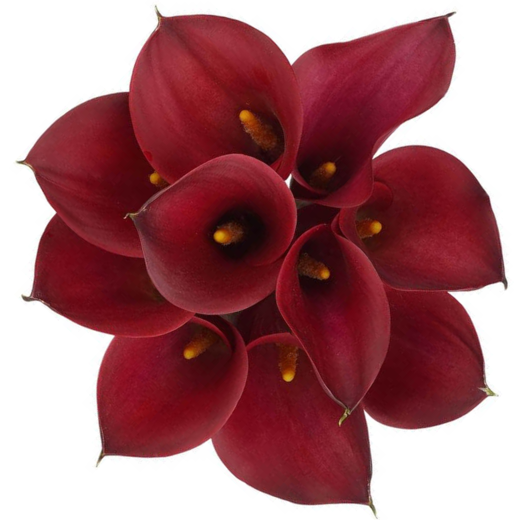 Calla Lily Cherry Love