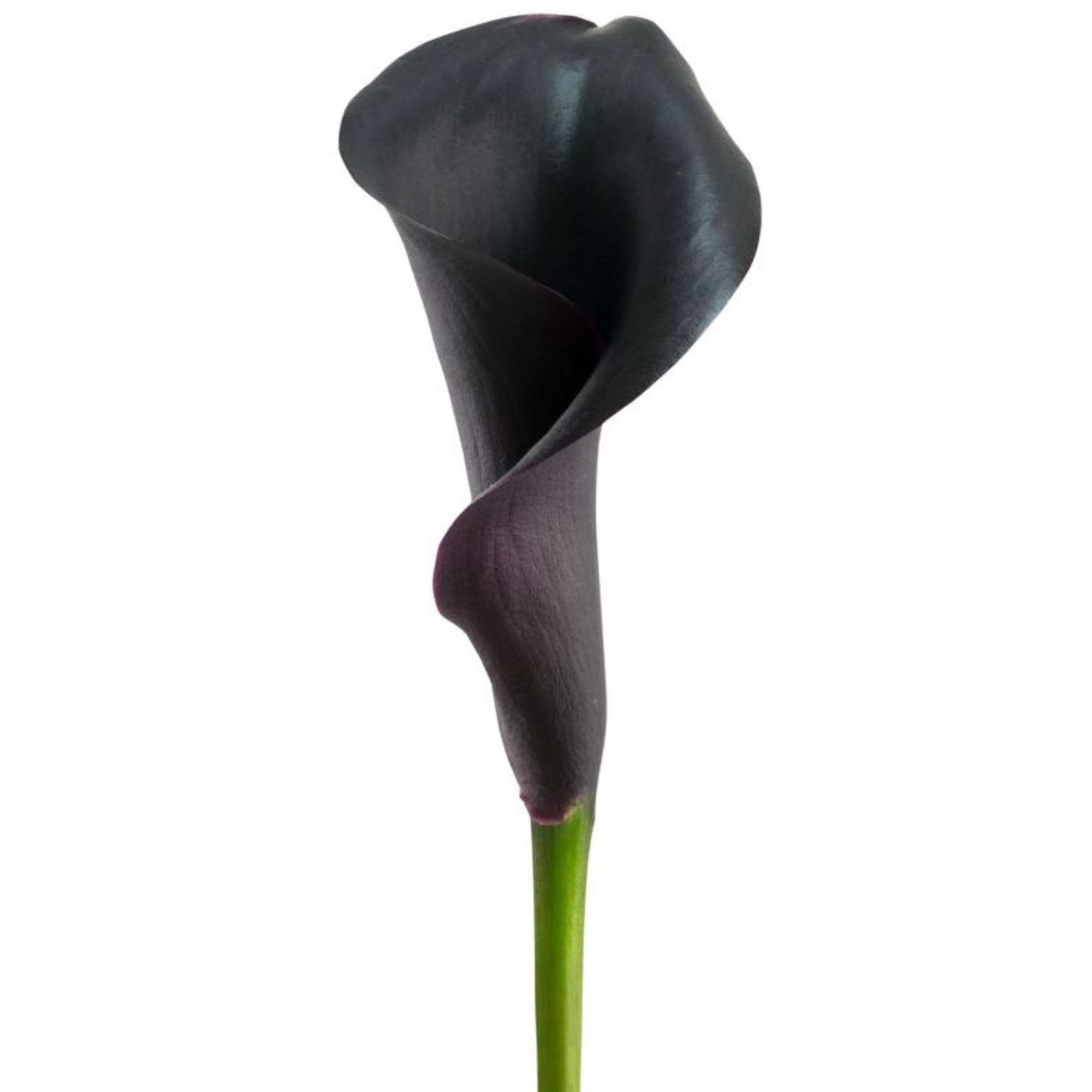 Calla Lily Black Forest