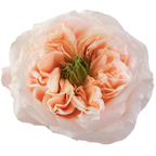 Rosa de Jardín Melon X-Pression