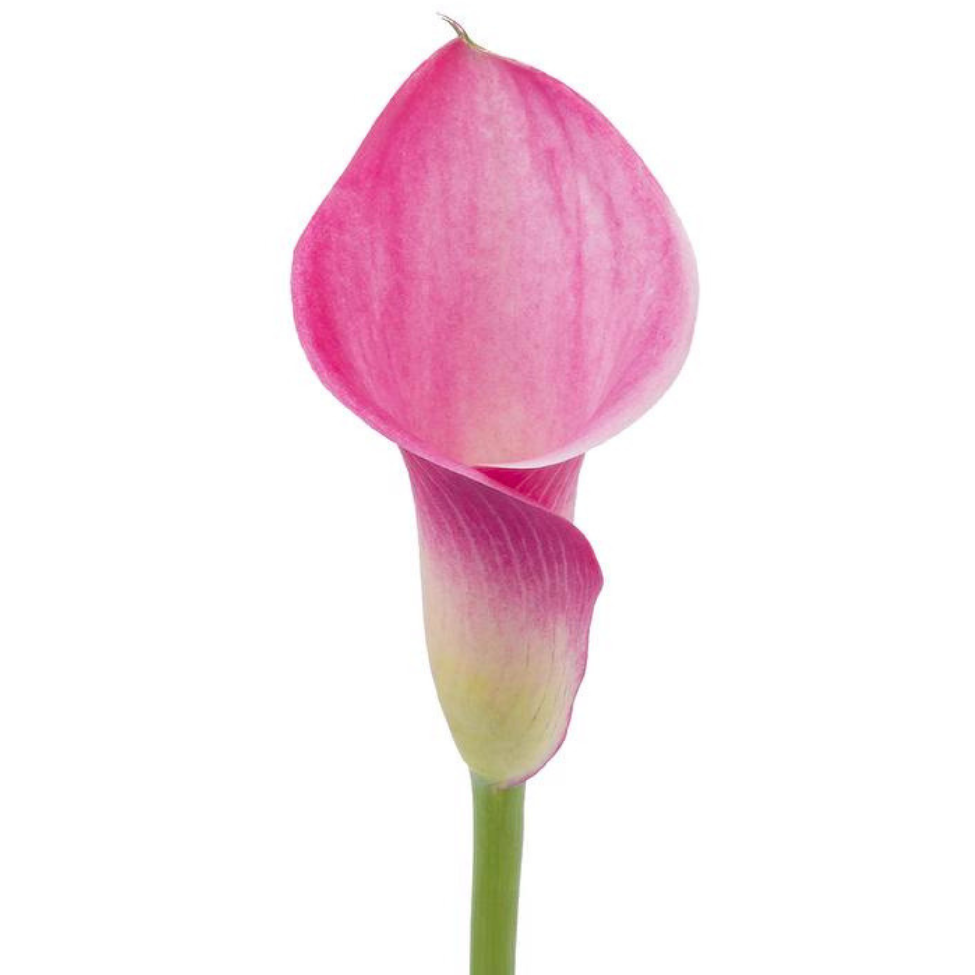 Calla Lily Fantasia