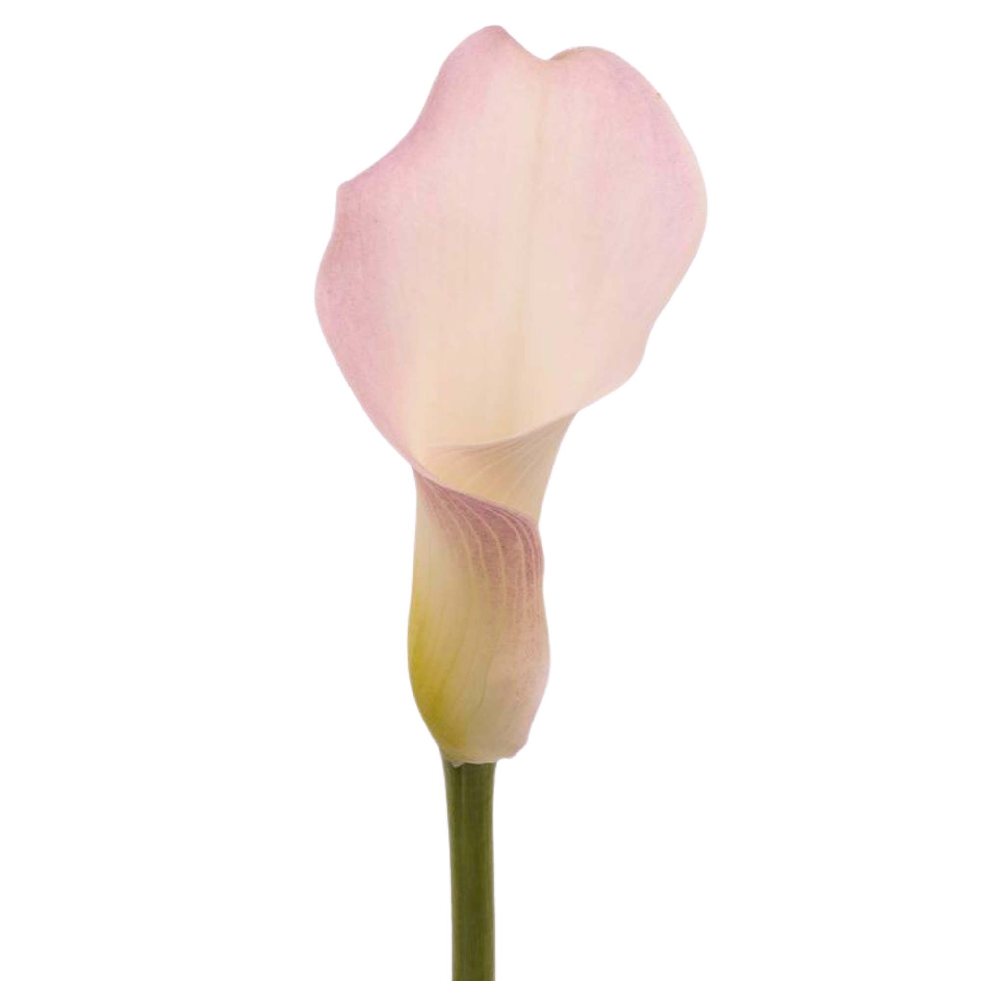 Calla Lily Perle Rosé