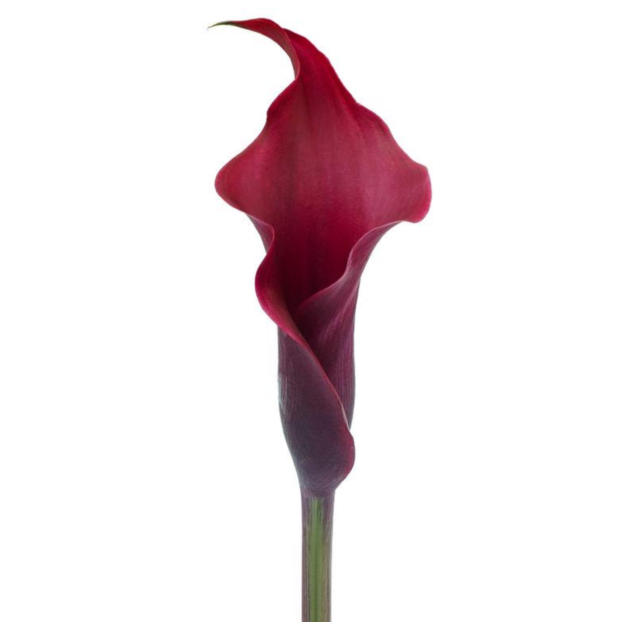 Calla Lily Cranberry