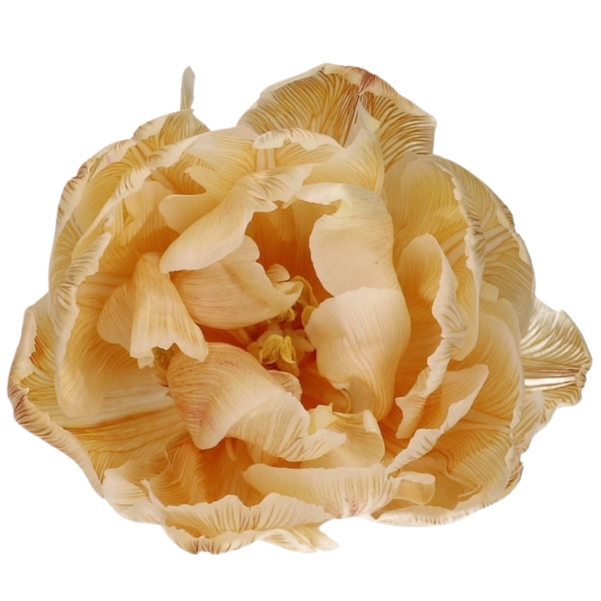 Tulipan Doble Tintado Caramel