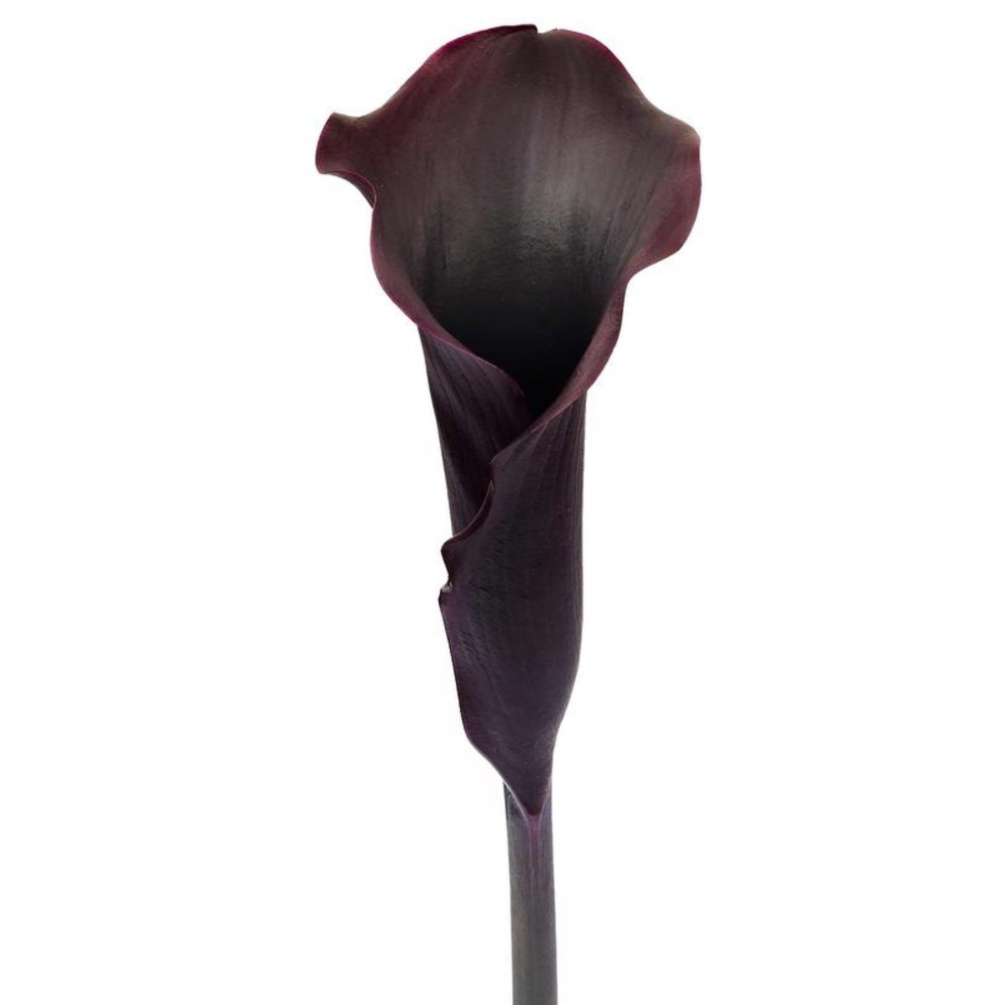 Calla Lily Black Velvet