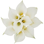 Calla Lily Ventura