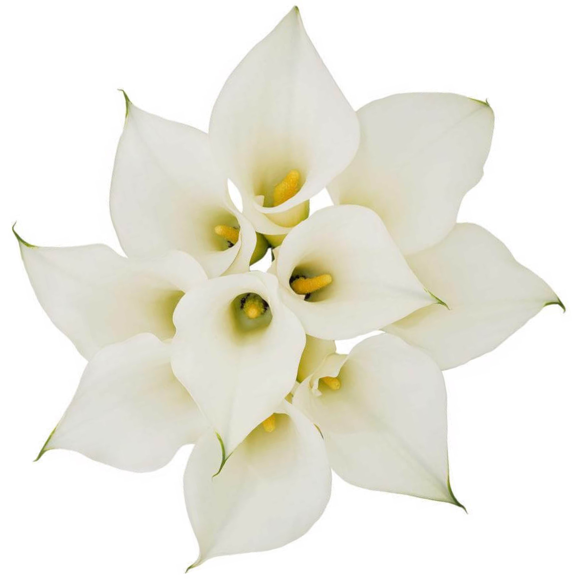 Calla Lily Ventura