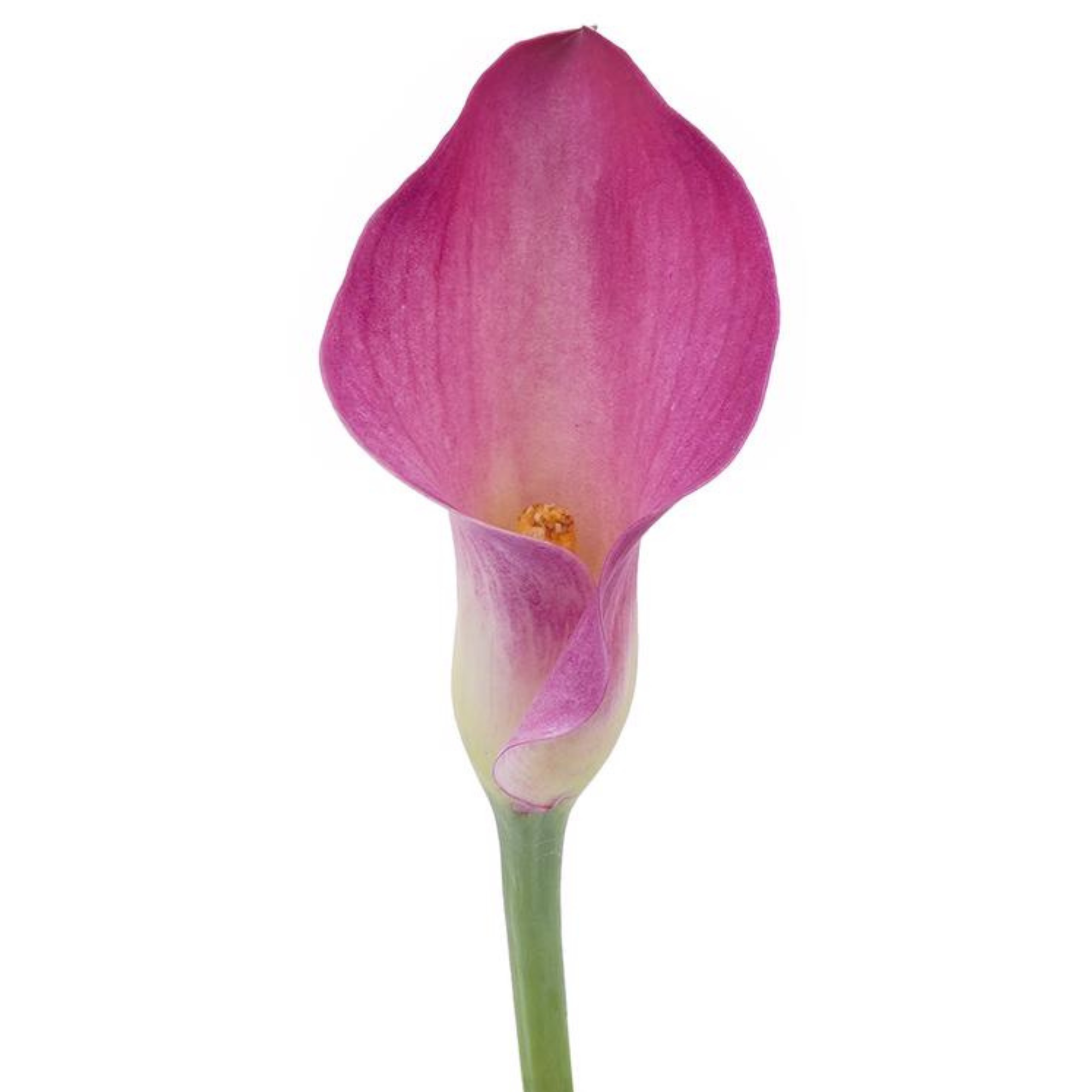 Calla Lily Pink Jewel