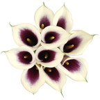 Calla Lily Picasso