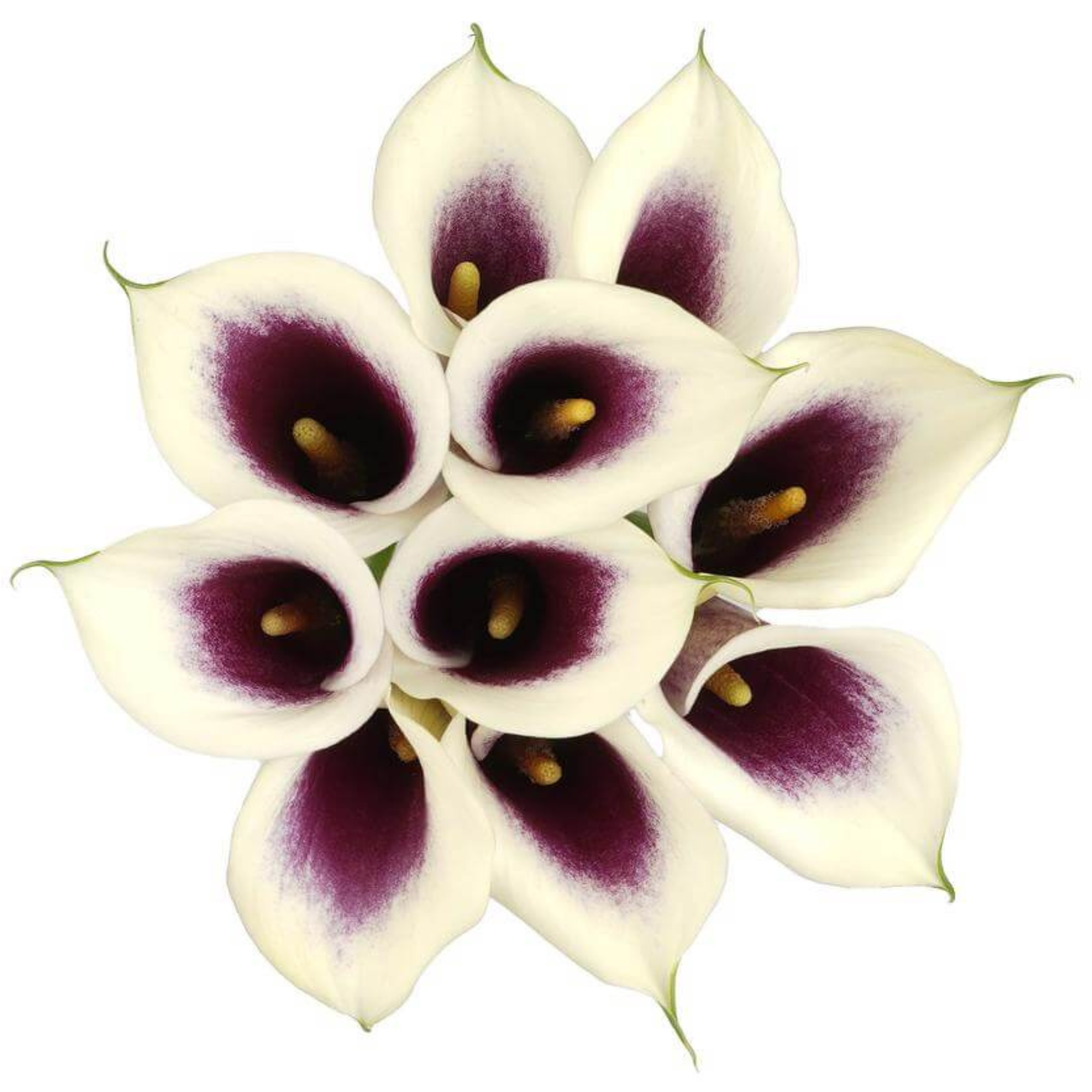 Calla Lily Picasso