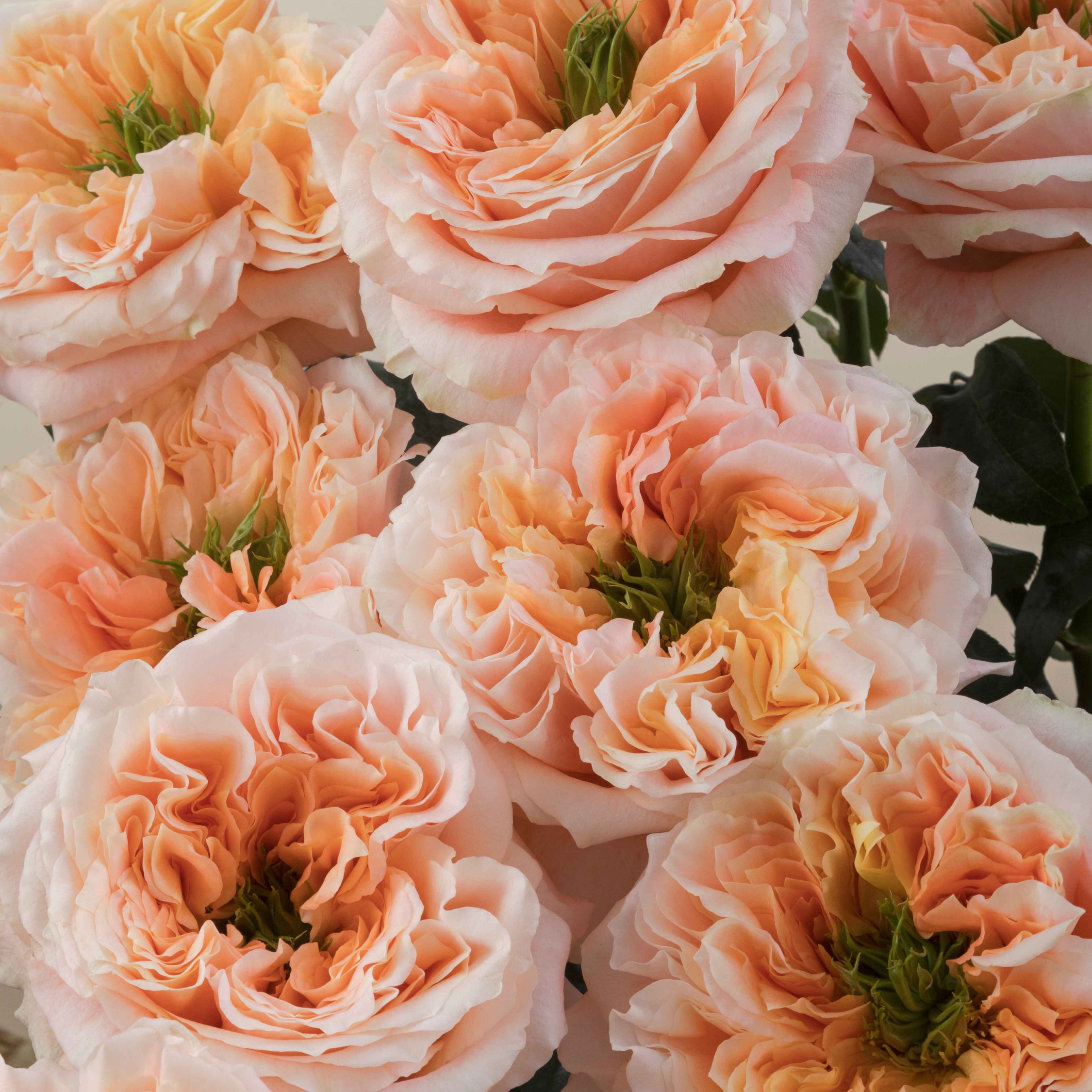 Rosa de Jardín Melon X-Pression
