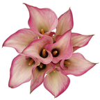 Calla Lily Captain Romance