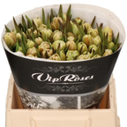 Tulipan Doble Tintado Caramel