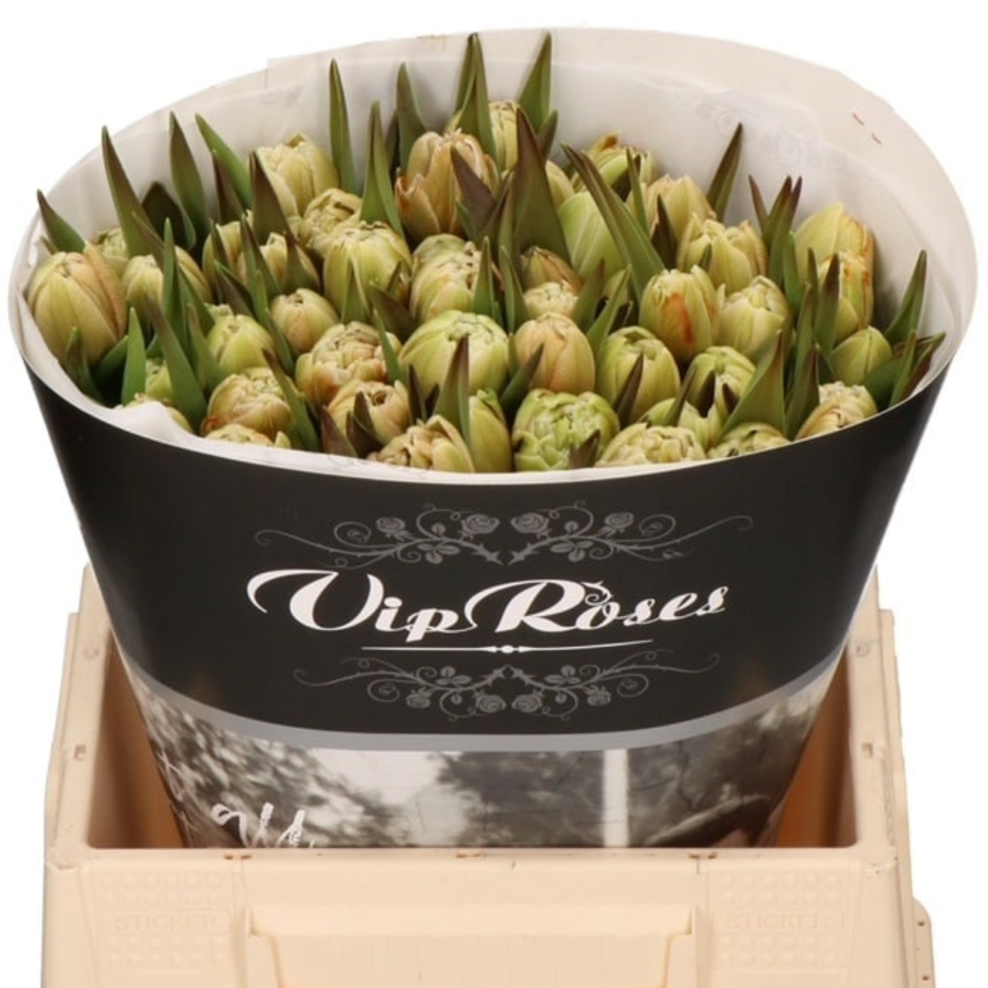 Tulipan Doble Tintado Caramel
