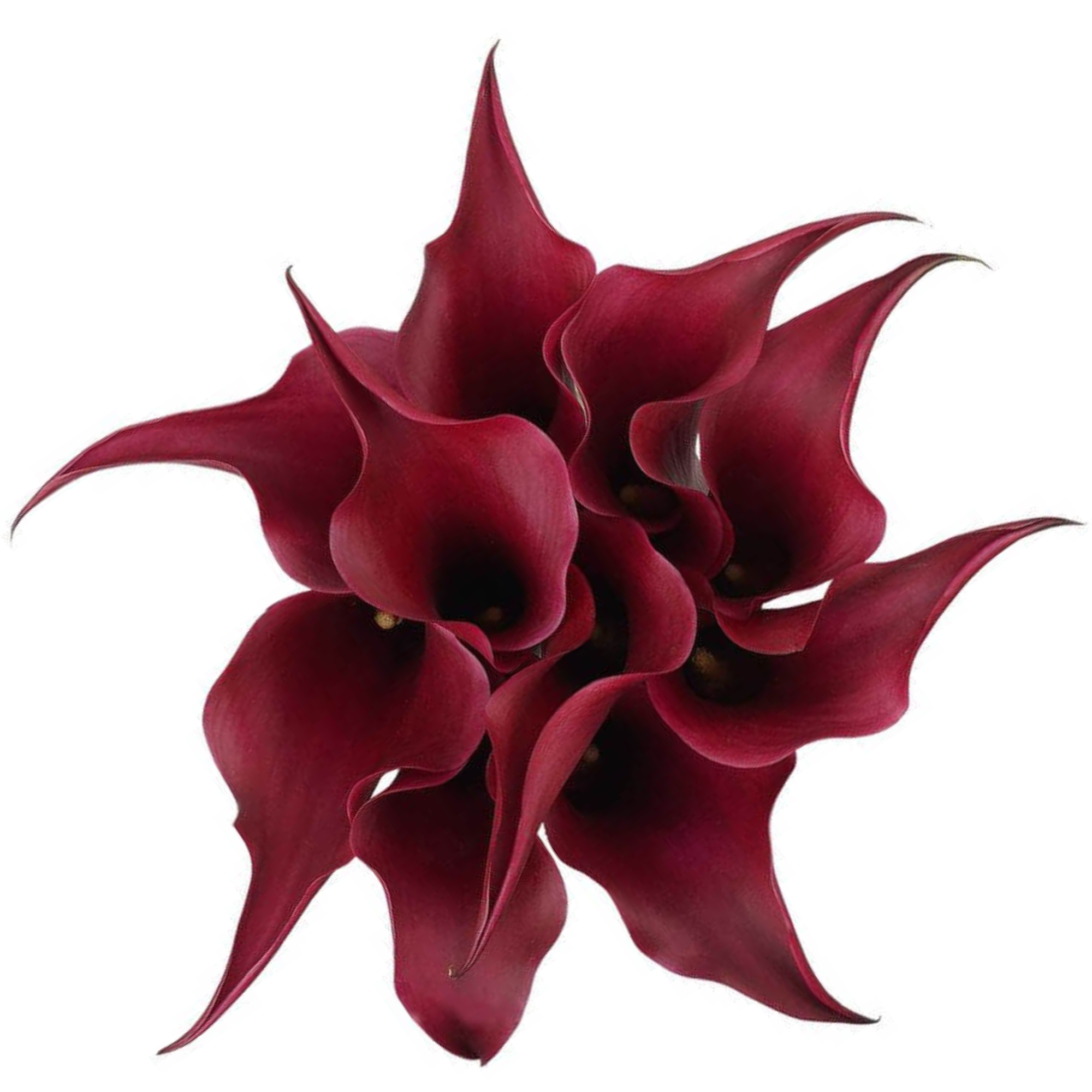 Calla Lily Cranberry
