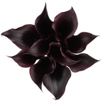Calla Lily Black Velvet
