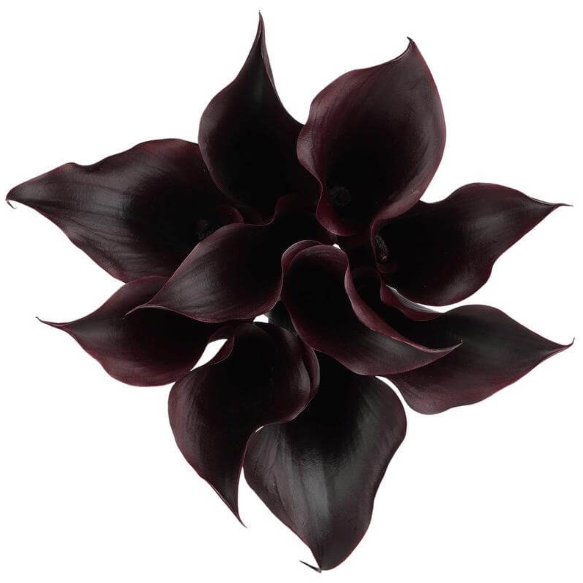 Calla Lily Black Velvet