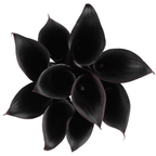 Calla Lily Black Forest