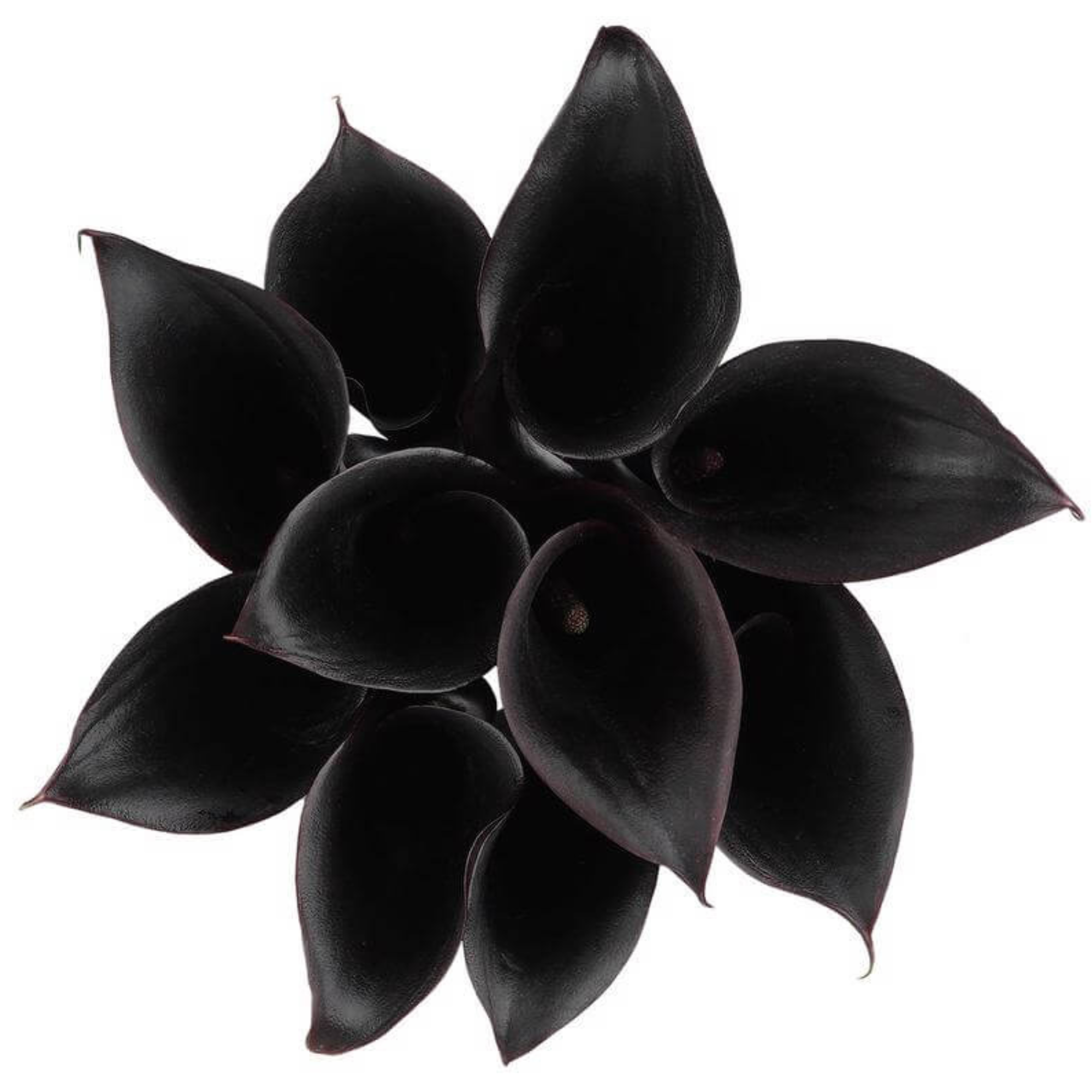 Calla Lily Black Forest