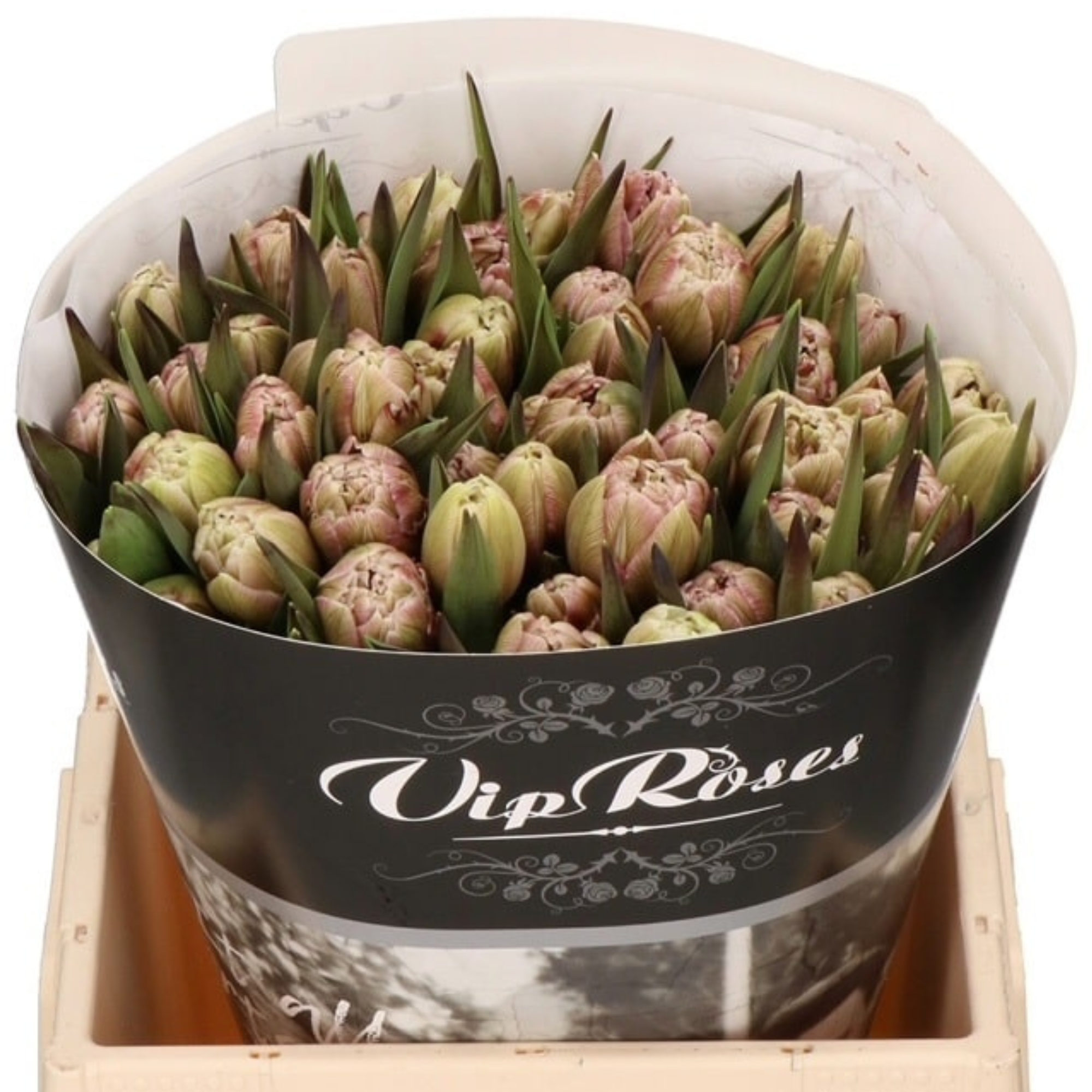 Tulipan Doble Tintado Brownie