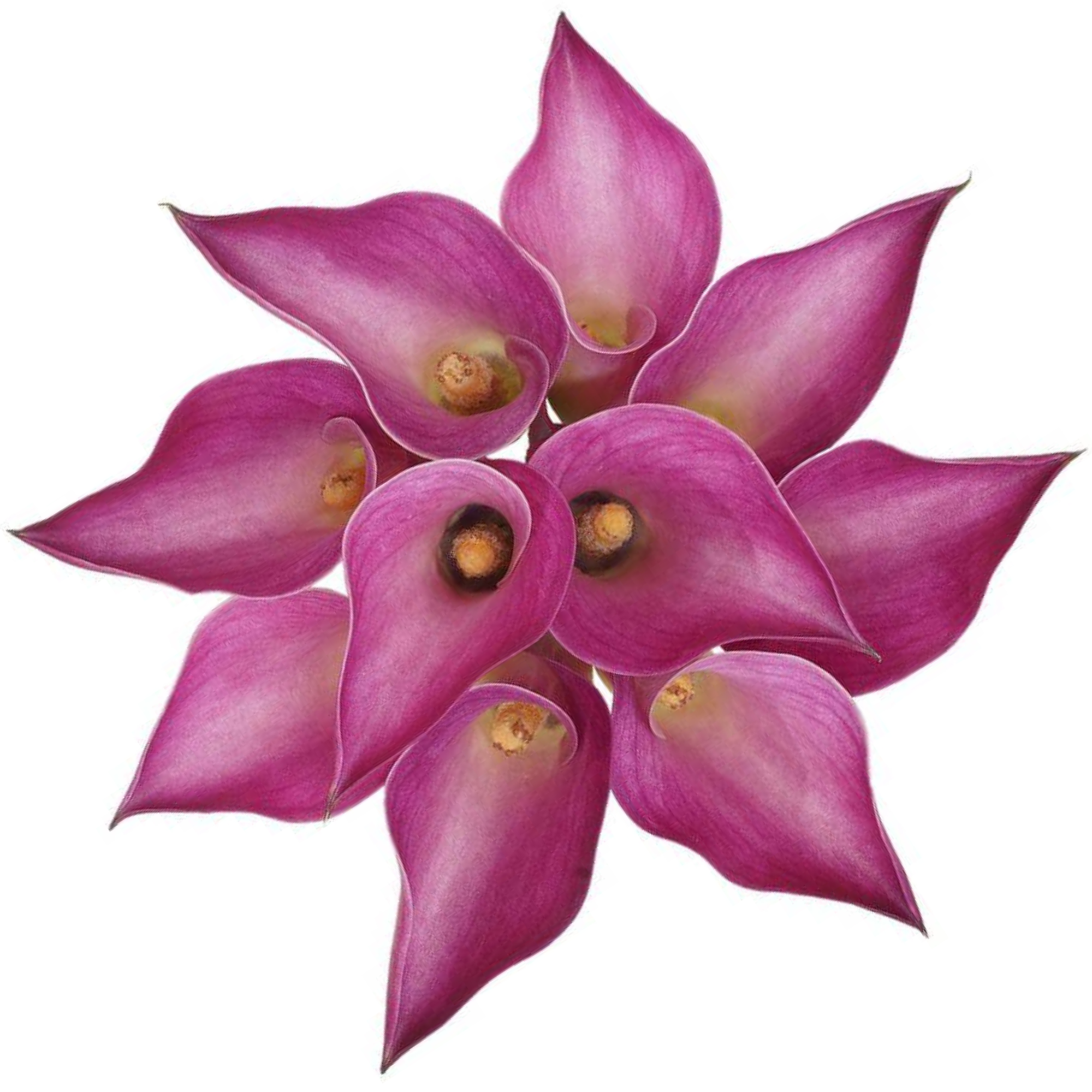 Calla Lily Pink Jewel