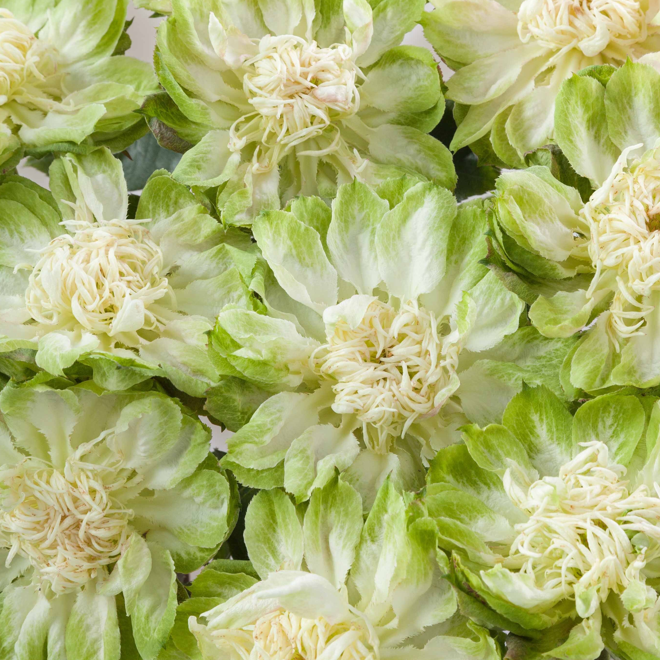 Rosa de Jardín Veggie
