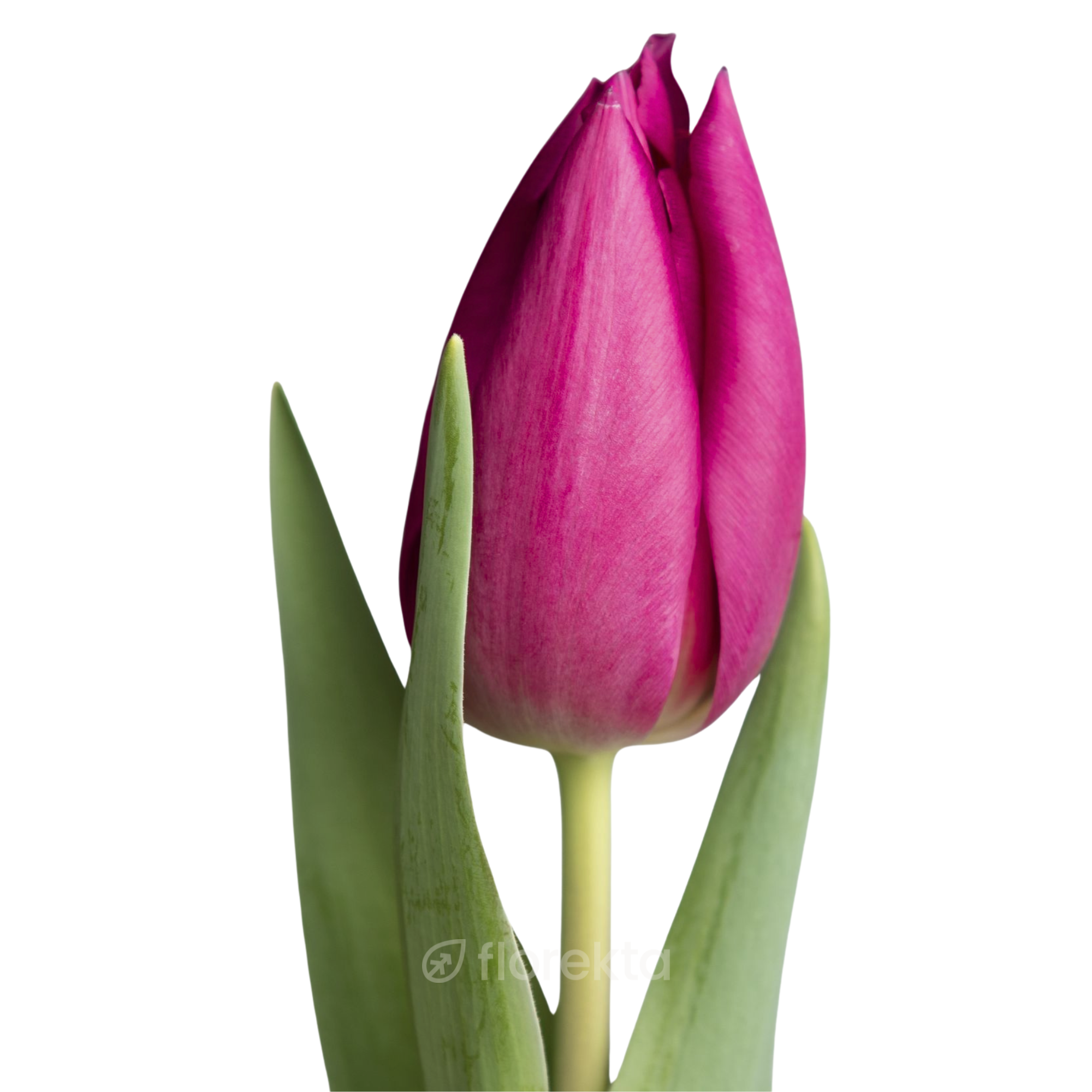 Tulipán Rosa Fucsia