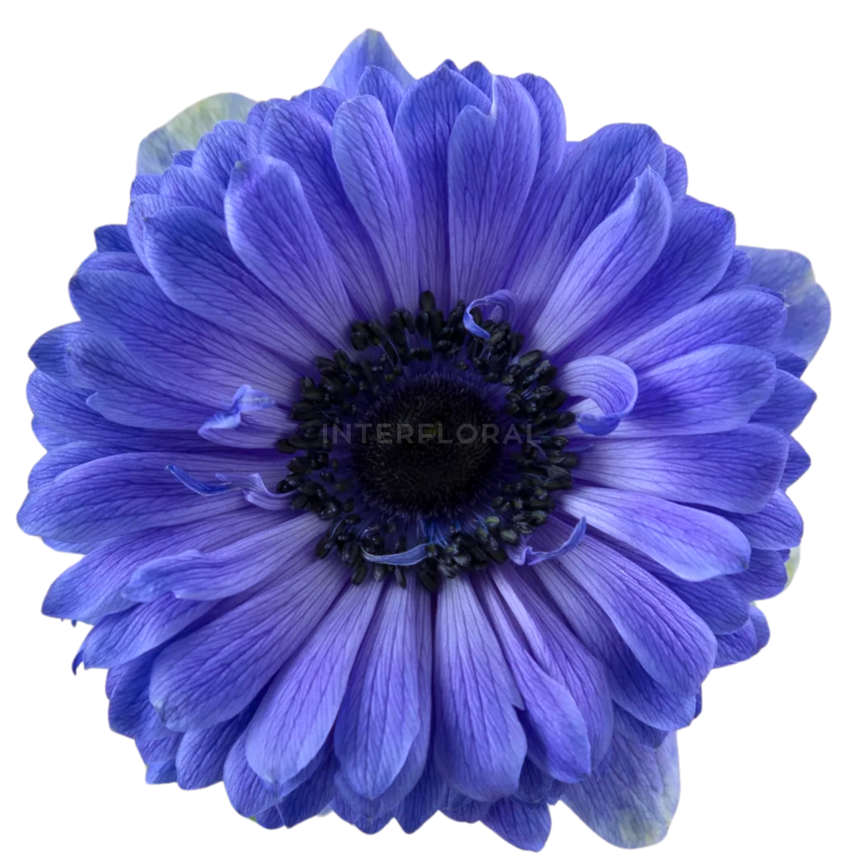 Anémona Fullstar Azul