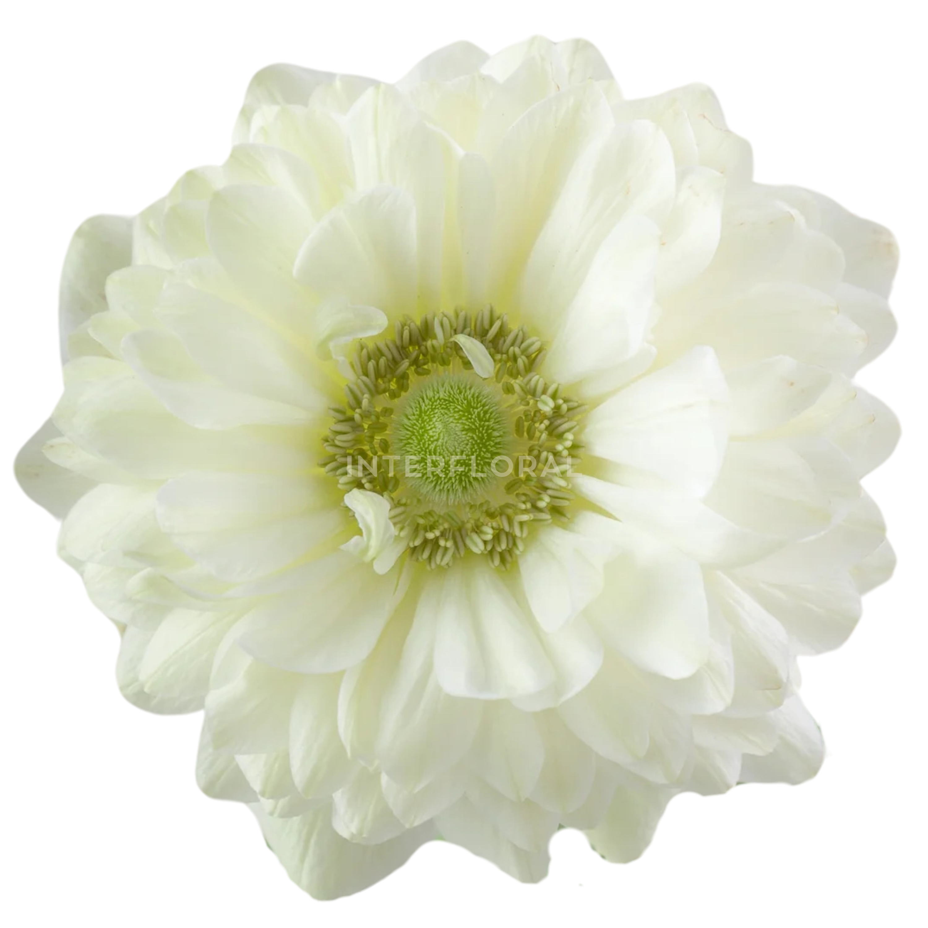 Anémona Fullstar Blanco