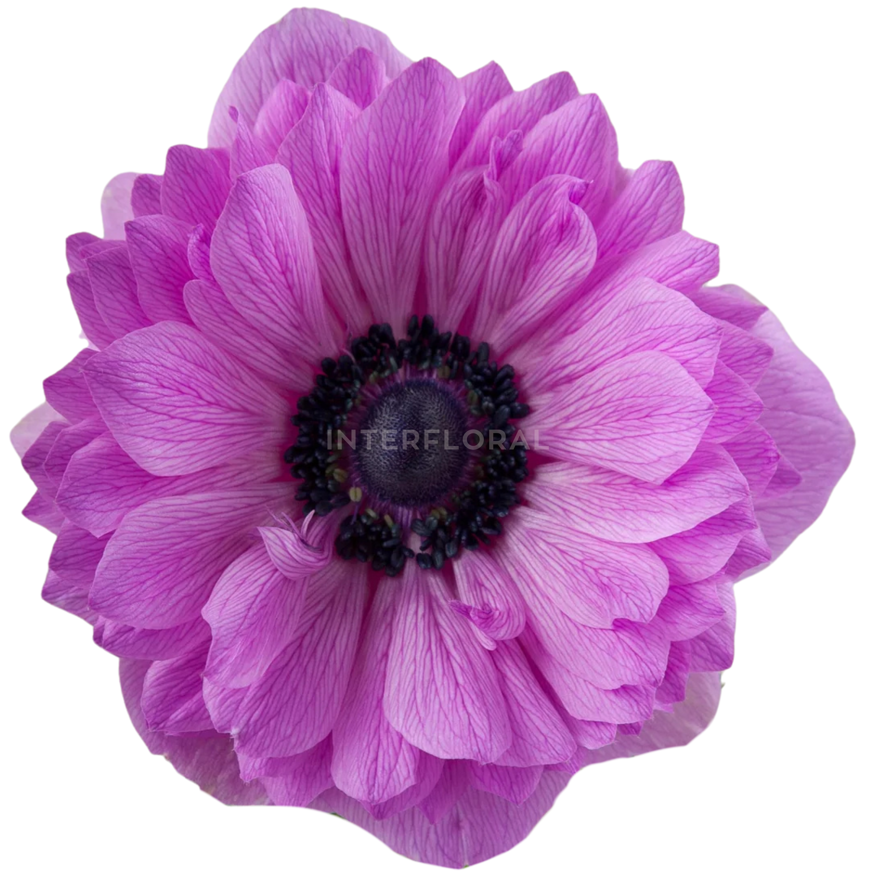 Anémona Fullstar Fucsia