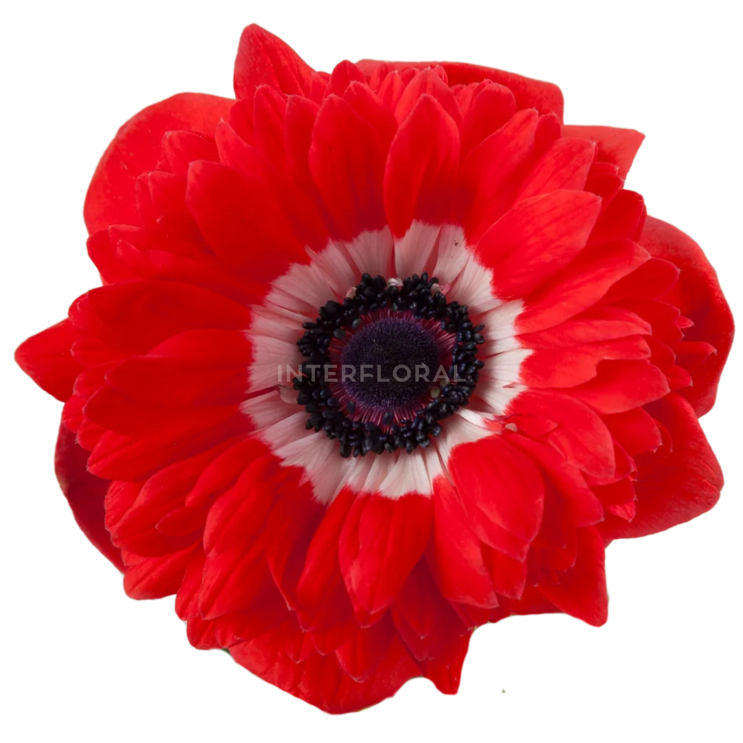 Anémona Fullstar Rojo
