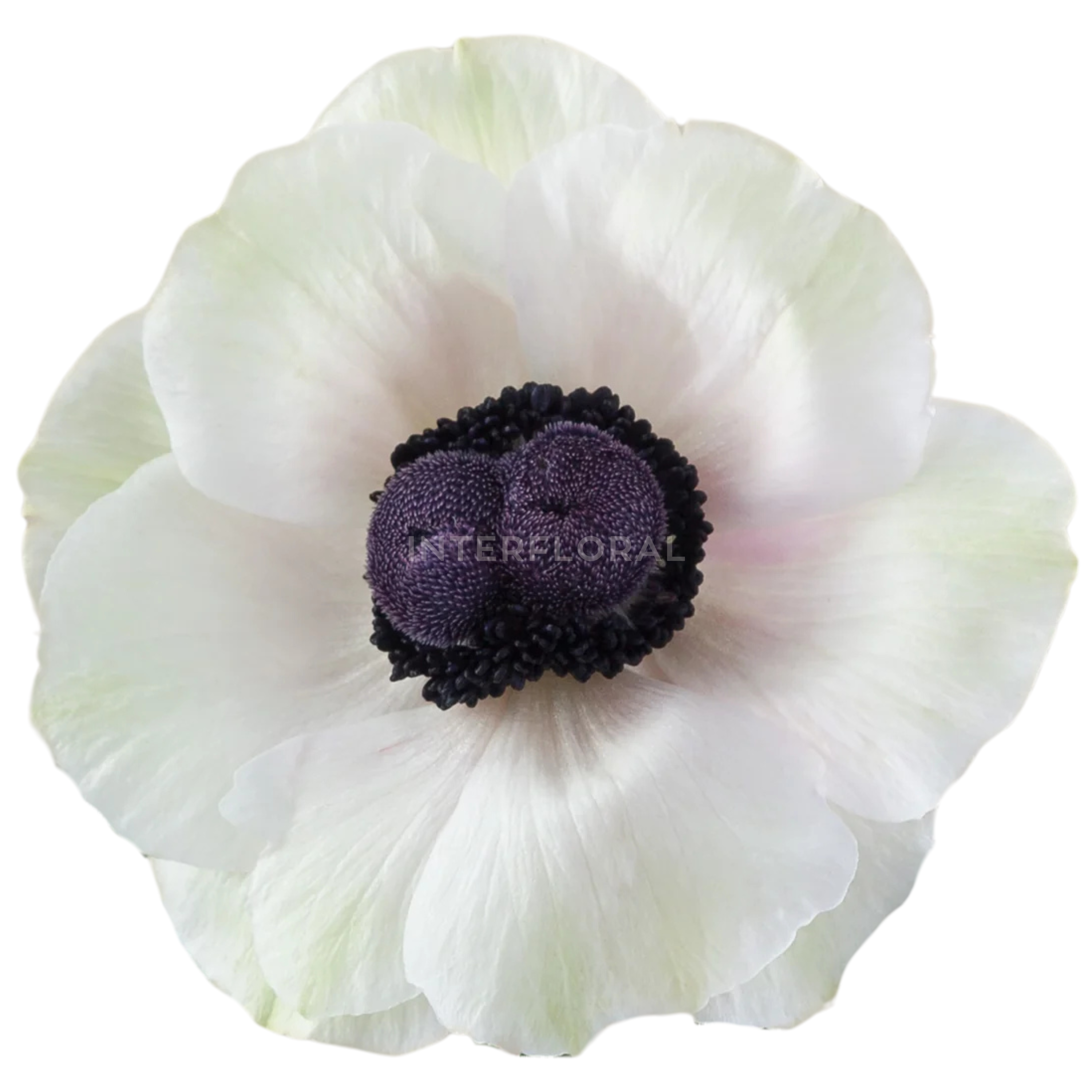 Anémona Mistral Blanco