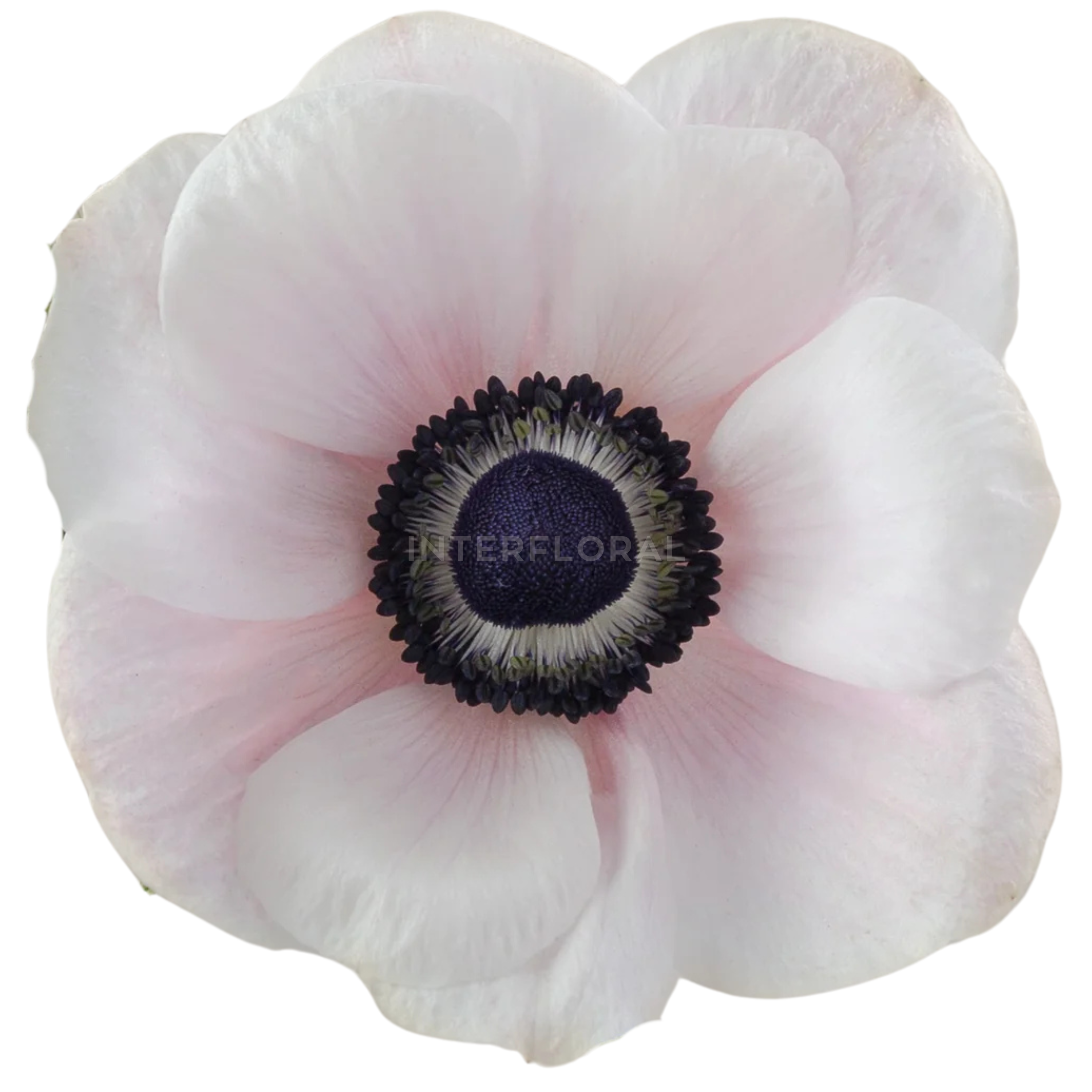 Anémona Mistral Blush