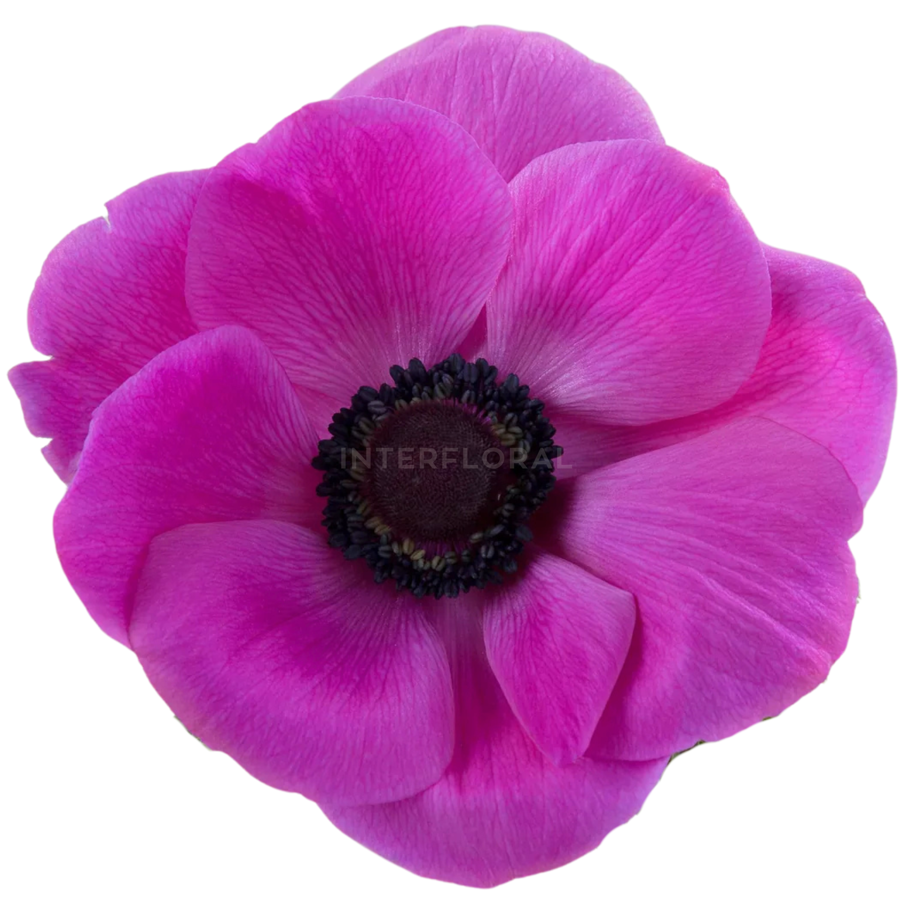 Anémona Mistral Fiusha