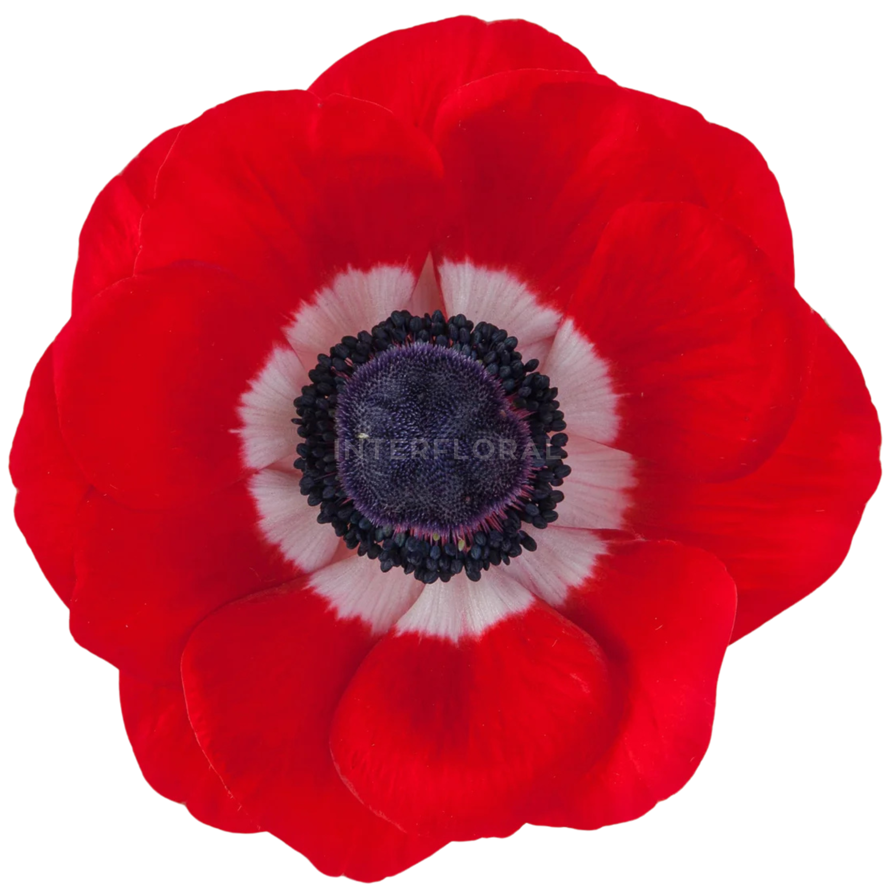 Anémona Mistral Rojo