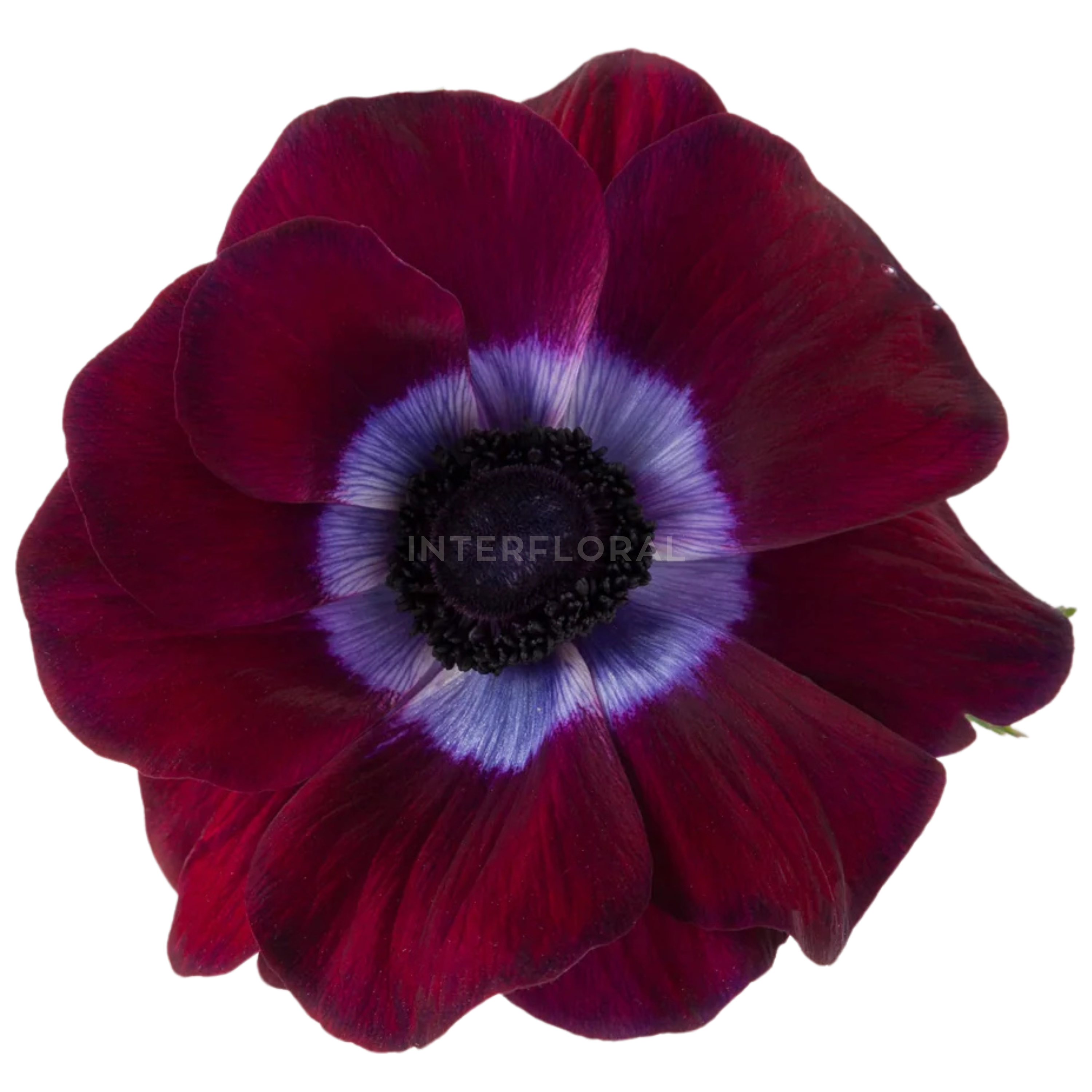 Anémona Mistral Guinda