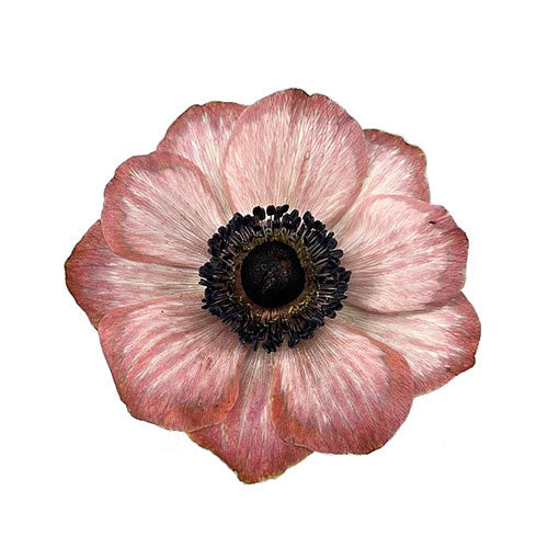 Anémona Mistral Brownie