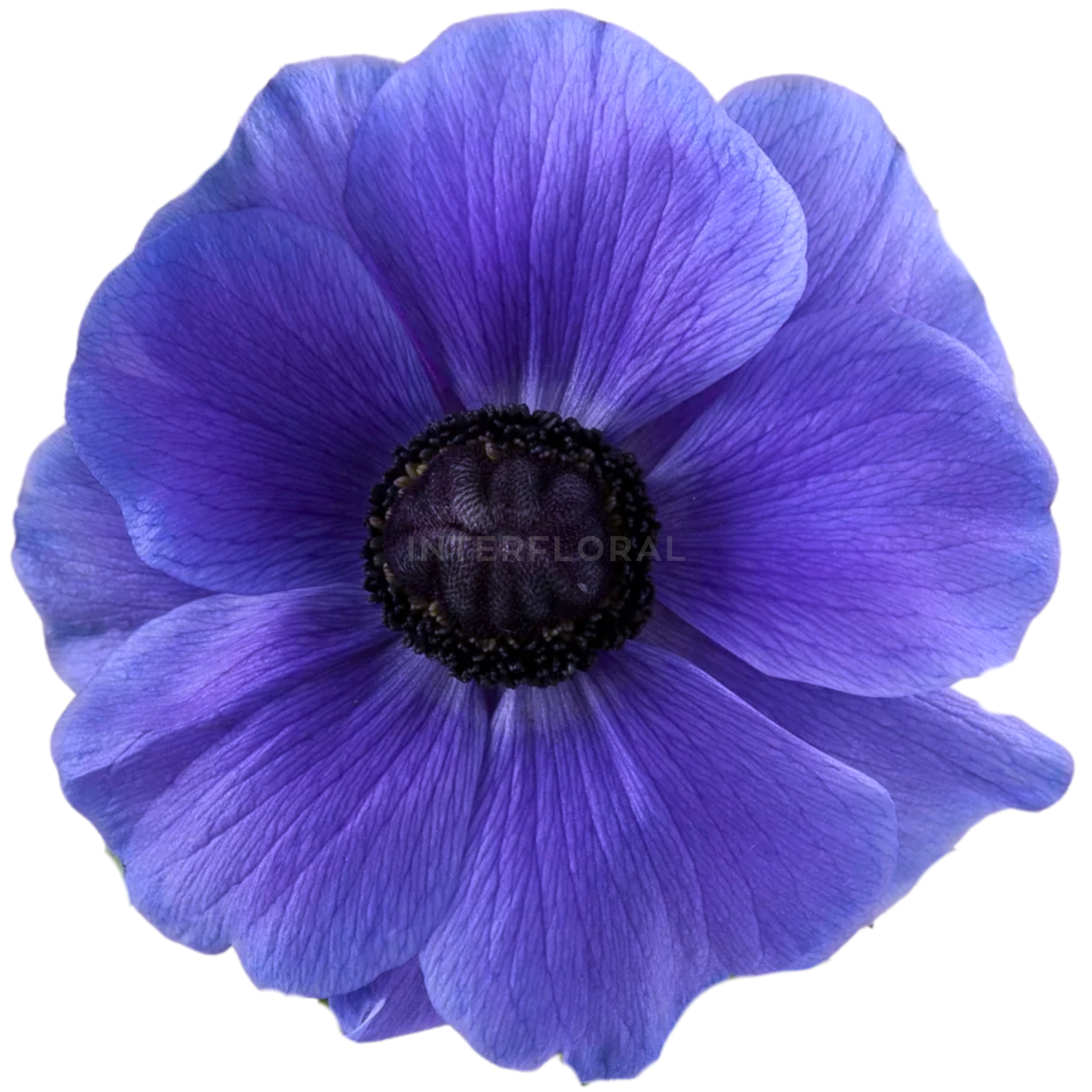 Anémona Mistral Azul