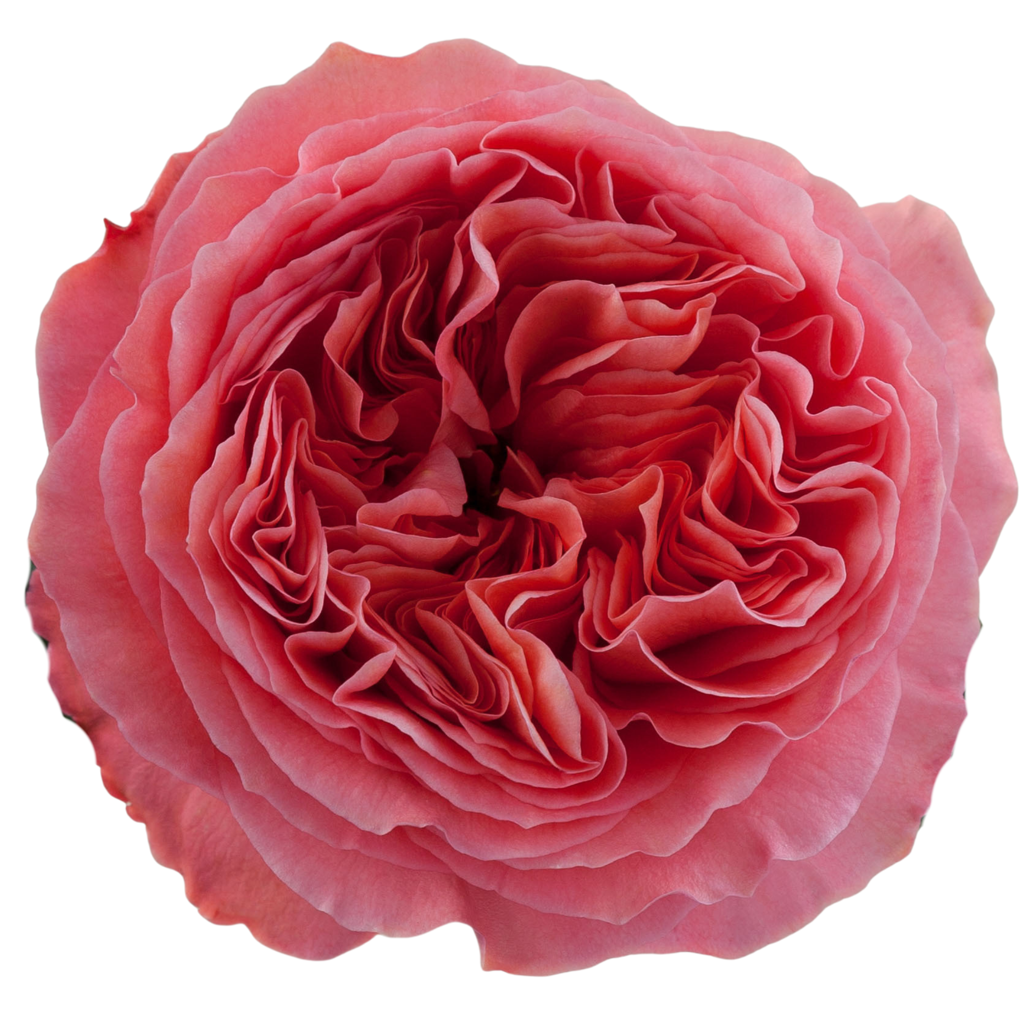 Rosa de Jardín Candy X-Pression