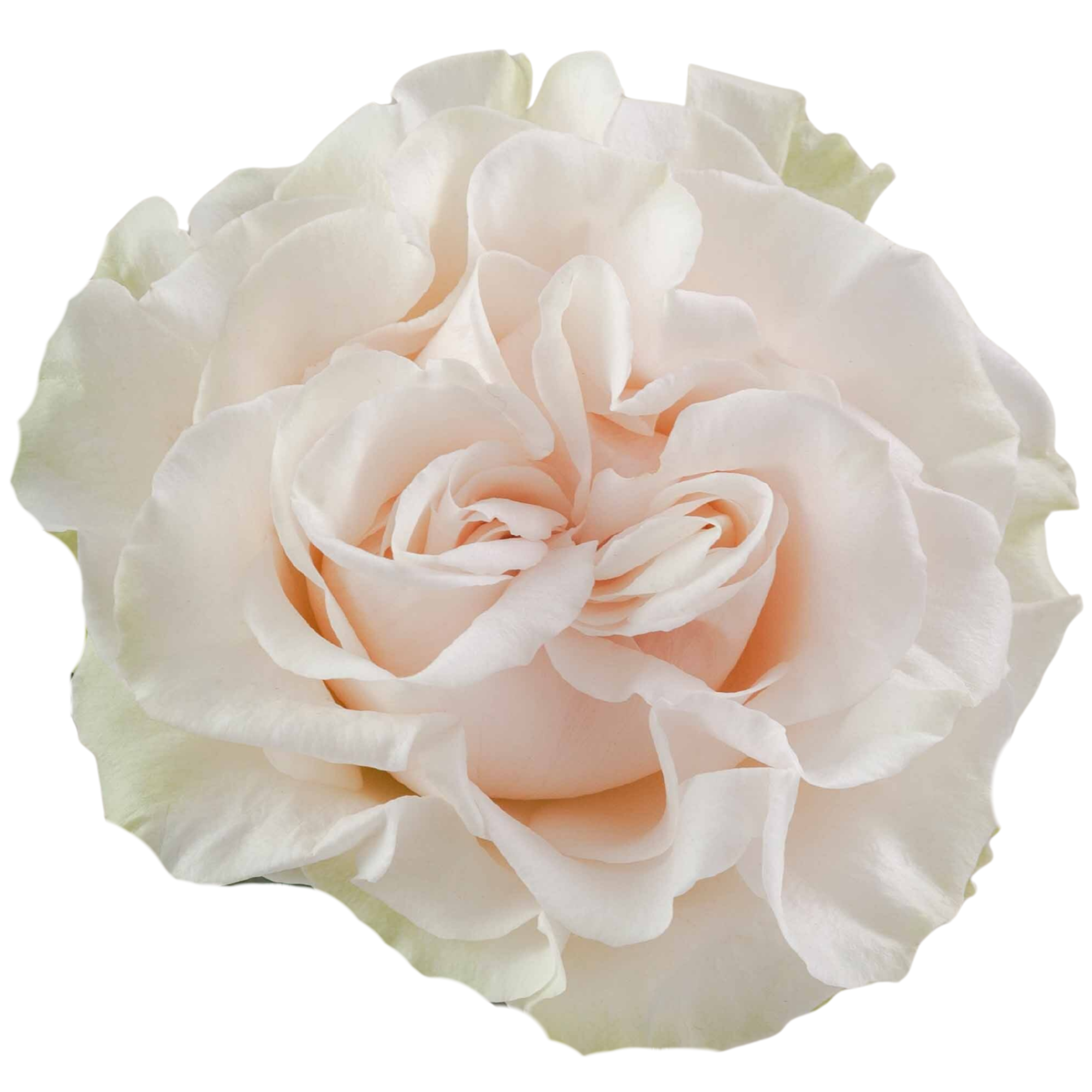 Rosa de Jardín Cotton X-Pression