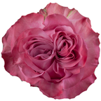 Rosa de Jardín Country Blues