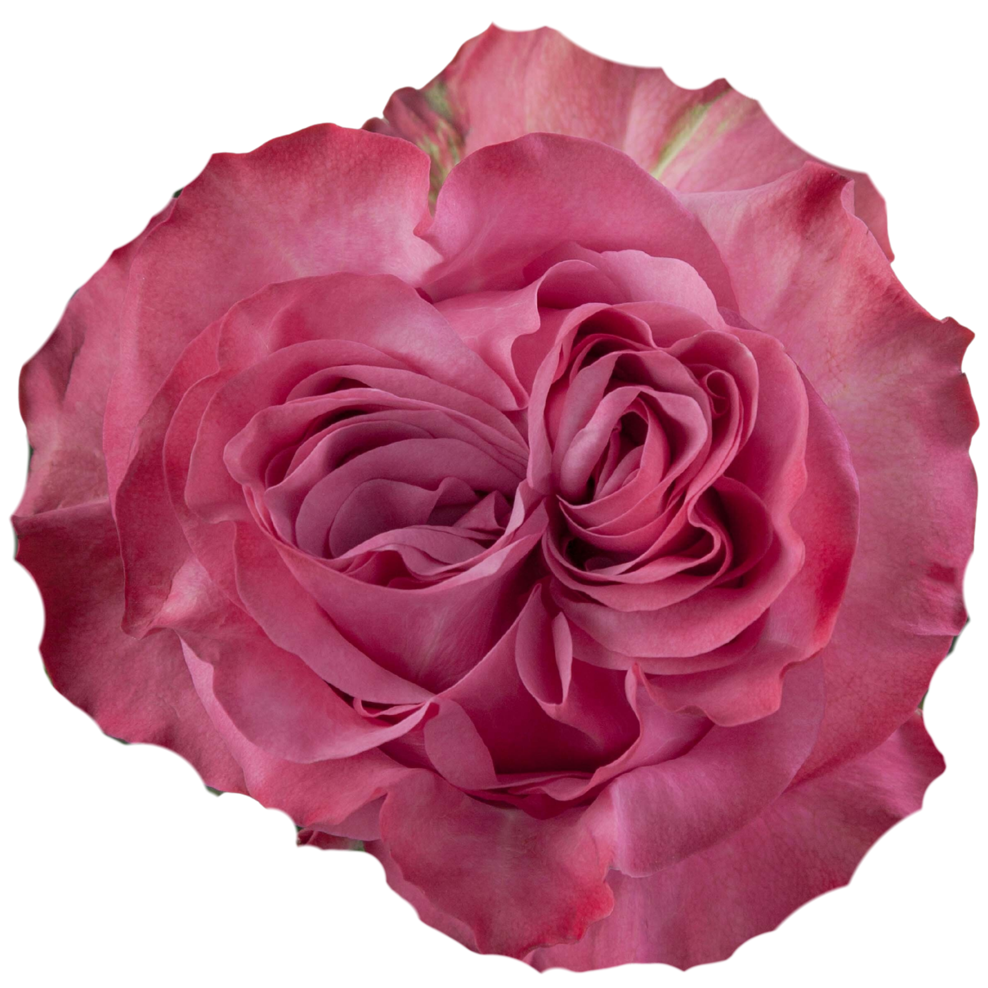 Rosa de Jardín Country Blues