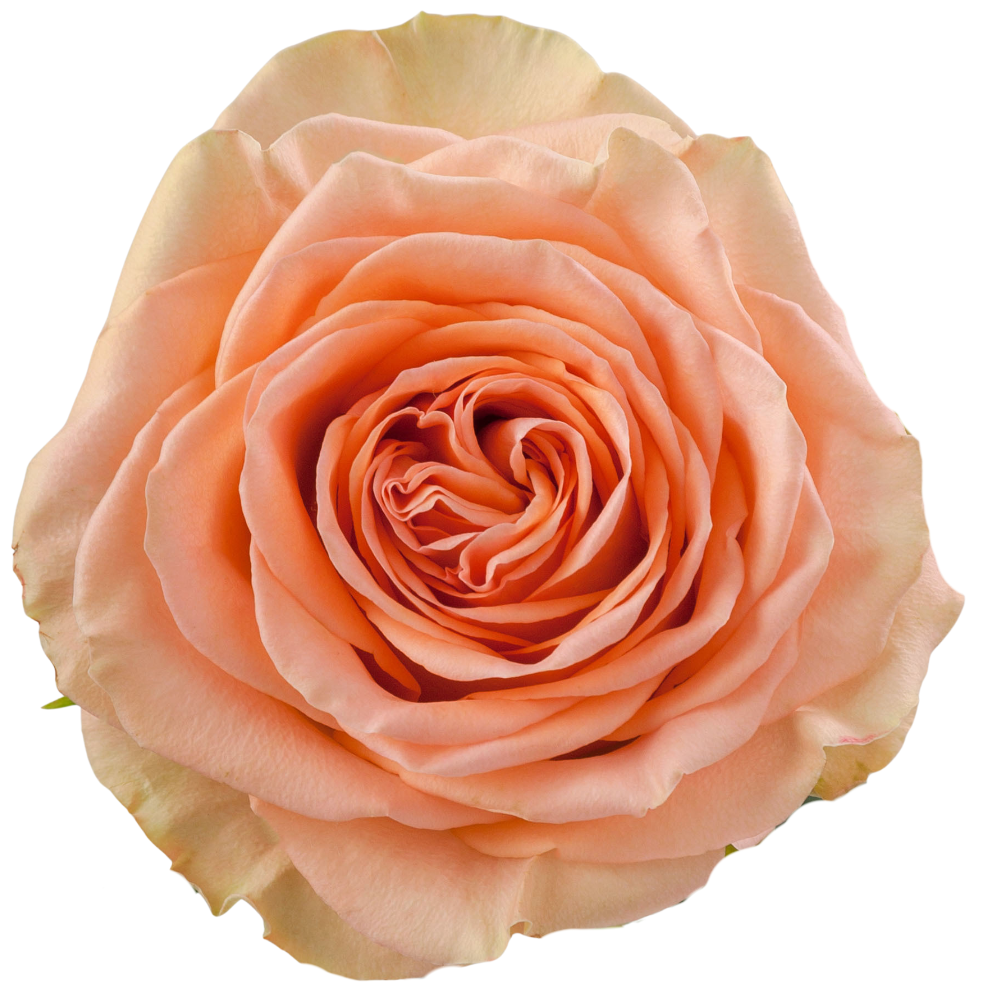 Rosa de Jardín Country Home