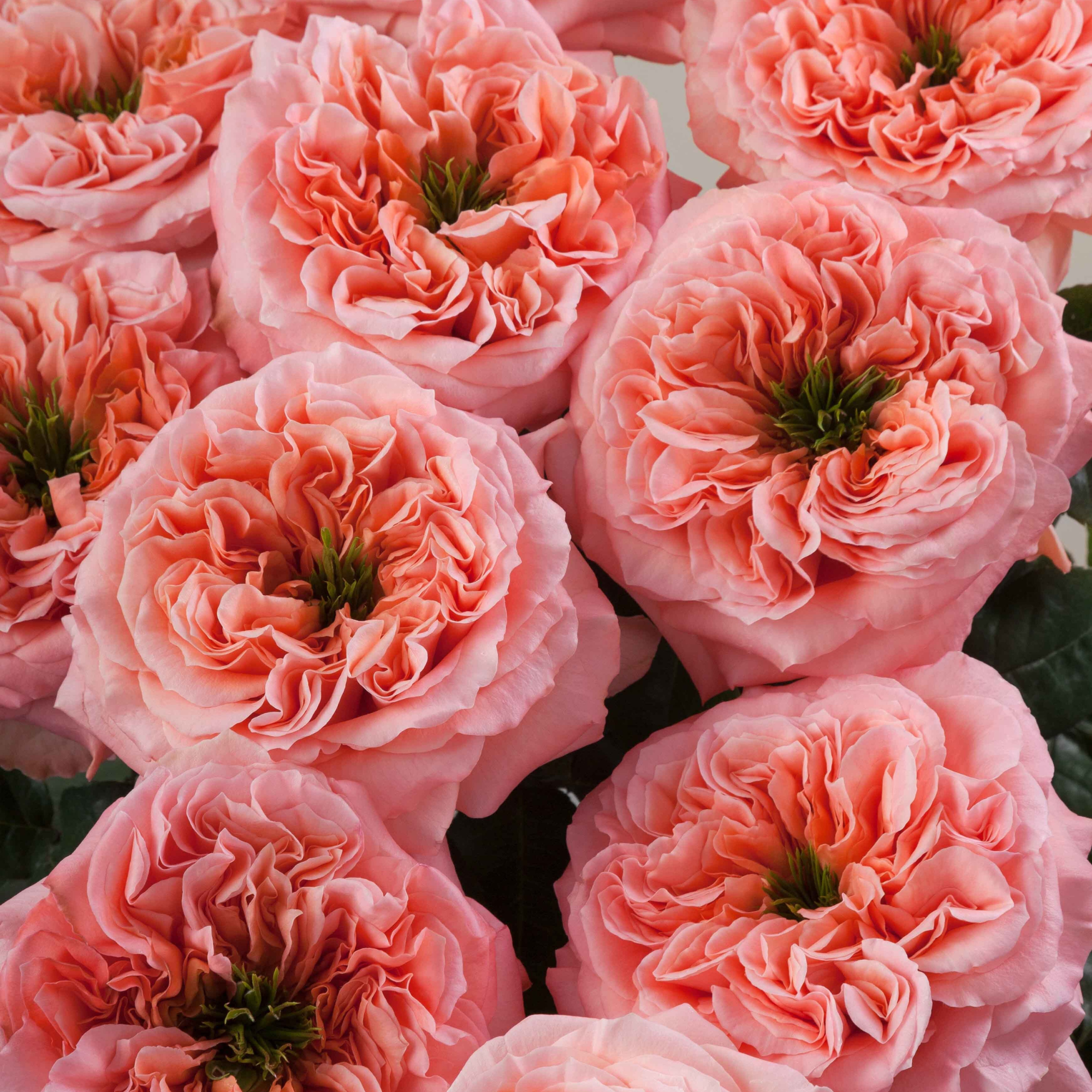 Rosa de Jardín Mandarin X-Pression