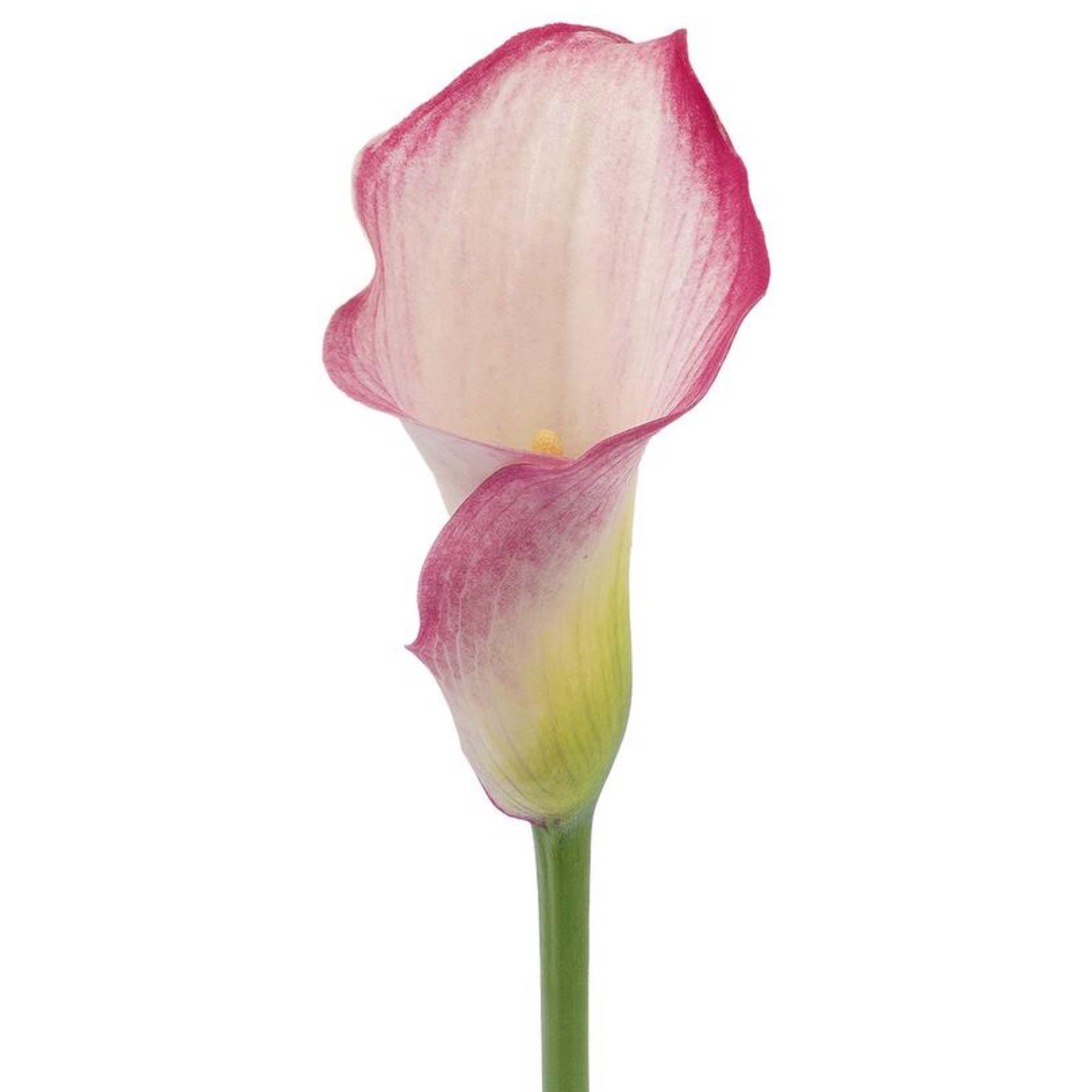 Calla Lily Captain Romance
