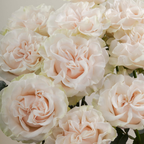 Rosa de Jardín Cotton X-Pression