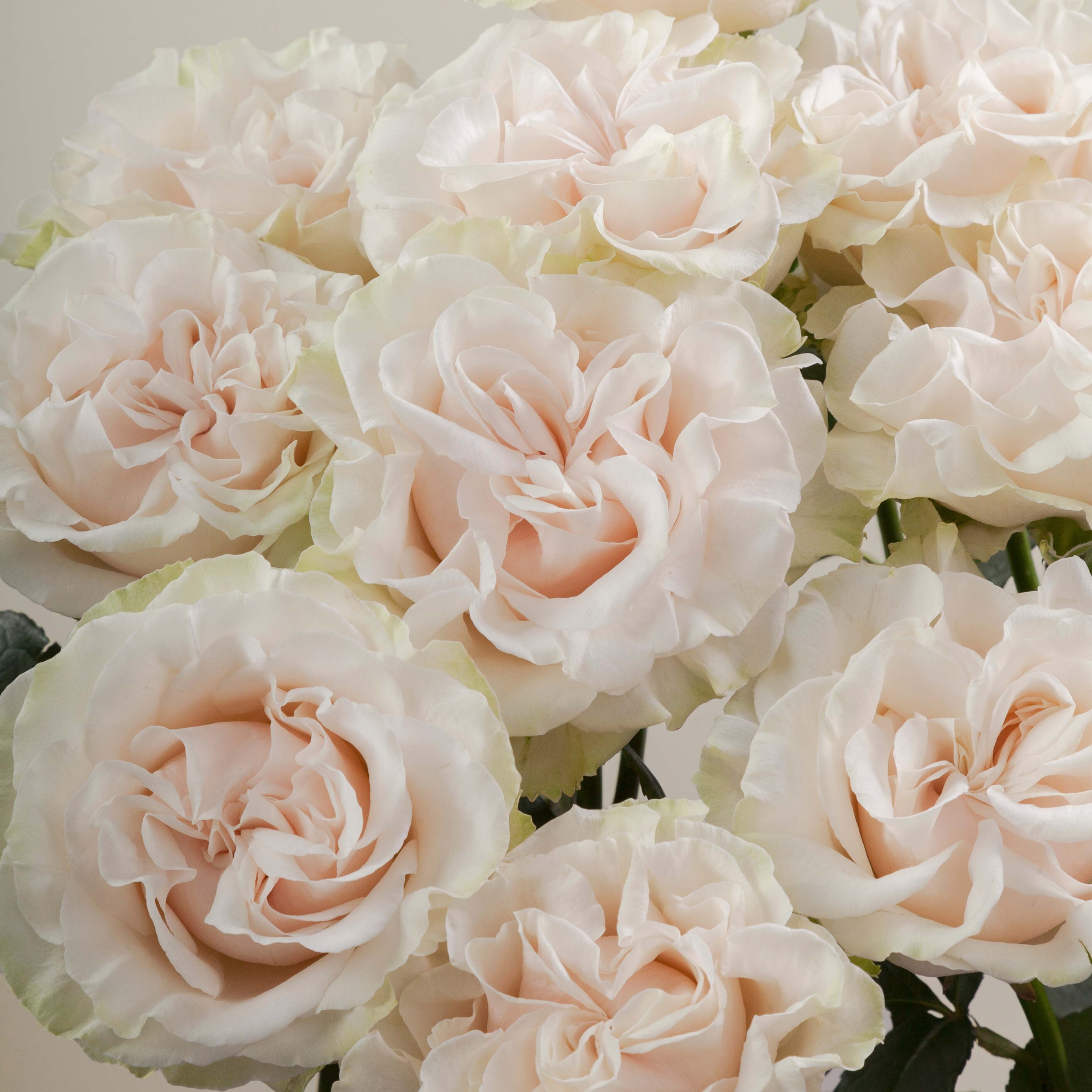 Rosa de Jardín Cotton X-Pression