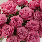 Rosa de Jardín Country Blues