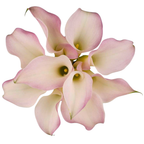 Calla Lily Perle Rosé