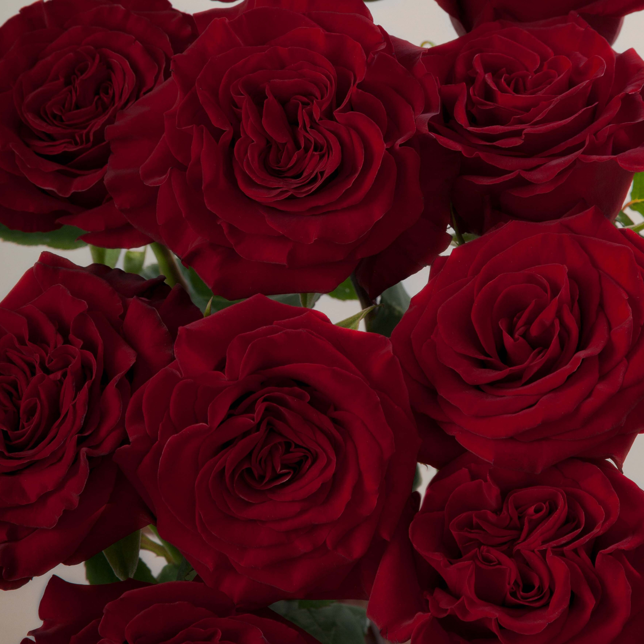 Rosa de Jardín Hearts
