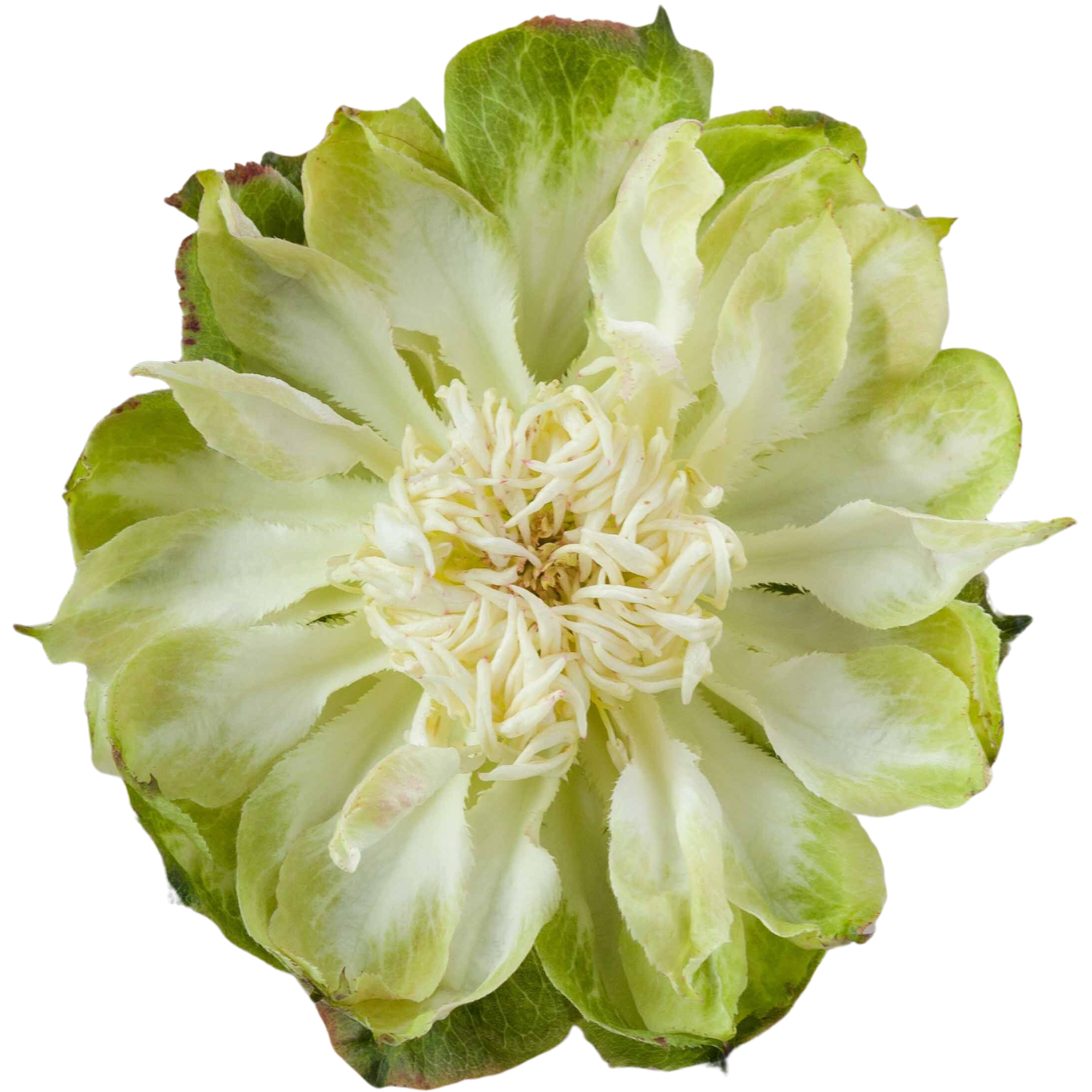 Rosa de Jardín Veggie